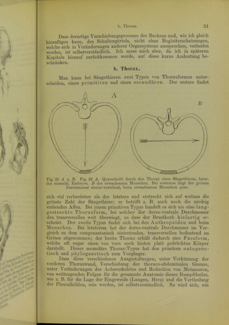 Dass derartige Verschiebungsprocesse des Beckens und, wie ich gleich hinzufügen kann, des Schultergürtels, nicht ohne Begleiterscheinungen, welche sich in Veränderungen anderer Organsysteme aussprechen, verlaufen werden, ist selbstverständlich. Ich muss mich aber, da ich in späteren Kapiteln hierauf zurückkommen werde, auf diese kurze Andeutung be- schränken. I). Thorax. Man kann bei Säugethieren zwei Typen von Thoraxformen unter- scheiden, einen primitiven und einen secundären. Der erstere findet Fig. 22 A u. 13. Fig. 22 .4. Querschnitt durch den Thorax eines Siiugethieres, bezw. des menschl. Embryos. 13 des erwachsenen Menschen. Hei ersterem liegt der grösste Durchmesser sterno-vertebral, beim erwachsenen Menschen quer. sich viel verbreiteter als der letztere und erstreckt sich auf weitaus die grösste Zahl der Säugethiere; er betrifft z. B. auch noch die niedrig stehenden Affen. Bei jenem primitiven Typus handelt es sich um eine lang- gestreckte Thoraxform, bei welcher der dorso-ventrale Durchmesser den transversellen weit überwiegt, so dass der Brustkorb kiel artig er- scheint. Der zweite Typus findet sich bei den Anthropoiden und beim Menschen. Bei letzterem hat der dorso-ventrale Durchmesser im Ver- gleich zu dem compensatorisch eintretenden, transversellen bedeutend an Grösse abgenommen; der breite Thorax erhält dadurch eine Fassform, welche oft sogar einen von vorn nach hinten platt gedrückten Körper darstellt. Dieser secundäre Thorax-Typus hat den primären ontogene- tisch und phylogenetisch zum Vorgänger. Dass diese verschiedenen Ausgestaltungen, unter Verkürzung der vorderen Thoraxwand, Verschiebung der thoraco-abdominalen Grenze, unter Veränderungen des Achsenskeletes und Reduction von Metameren, von weittragenden Folgen für die gesammte Anatomie dieses Rumpftheiles, wie z. B. für die Lage der Eingeweide (Lungen, Herz) und die Verkeilung der Pleuralhöhlen, sein werden, ist selbstverständlich. So wird sich, wie