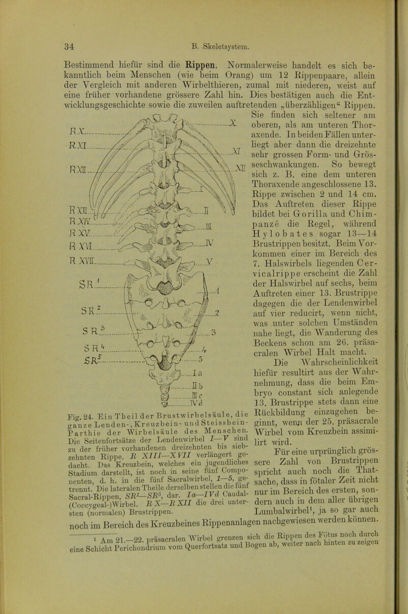 Bestimmend hiefür sind die Rippen. Normalerweise handelt es sich be- kanntlich beim Menschen (wie beim Orang) um 12 Rippenpaare, allein der Vergleich mit anderen Wirbeltliieren, zumal mit niederen, weist auf eine früher vorhandene grössere Zahl hin. Dies bestätigen auch die Ent- wicklungsgeschichte sowie die zuweilen auftretenden „überzähligen“ Rippen. Sie finden sich seltener am oberen, als am unteren Thor- axende. In beiden Fällen unter- liegt aber dann die dreizehnte sehr grossen Form- und Grös- YU seschwankungen. So bewegt sich z. B. eine dem unteren Thoraxende angeschlossene 13. Rippe zwischen 2 und 14 cm. Das Auftreten dieser Rippe bildet bei Gorilla und Chim- panze die Regel, während Hylobates sogar 13—14 Brustrippen besitzt. Beim Vor- kommen einer im Bereich des 7. Halswirbels liegenden Cer- vicalrippe erscheint die Zahl der Halswirbel auf sechs, beim Auftreten einer 13. Brustrippe dagegen die der Lendenwirbel ...2 auf vier reducirt, wenn nicht, was unter solchen Umständen -3 nahe liegt, die Wanderung des Beckens schon am 26. präsa- cralen Wirbel Halt macht. 5 Die Wahrscheinlichkeit .„.Ja hiefür resultirt aus der Wahr- jjk nehmung, dass die beim Em- jk r bryo constant sich anlegende 13. Brustrippe stets dann eine Fio- 94 Ein Tbeil der Brustwirbelsäule, die Rückbildung einzugehen be- »anze Lenden-, Kreuzbein- und Steissbein- ginnt, wenn der 25. prasacrale Parthie der Wirbelsäule des Menschen. Wirbel vom Kreuzbein assimi- Die Seitenfortsätze der Lendenwirbel I— V sind ^ w‘r(j Ftoeineurprttnglichgrös- dacht. DasP Kreuzbein, welches ein jugendliches sere Zahl von Biustlippen Stadium darstellt, ist noch in seine fünf Compo- spricht auch noch die Iliat- neuten, d. h. in die fünf Sacralwirbel, 1—5, ge gacp0 dass in fötaler Zeit nicht dT nur im Bereich des ersten son- (Coccveeah)Wirbel. IiX—IiXII die drei unter- dern auch m dem allei übrigen sten (normalen) Brustrippen. Lumbalwirbel1, ja SO gar auch „och im Bereich des Kreuzbeines Rippenanlagen nachgewiesen werden können. H .mV] _92 nräsacralen Wirbel grenzen sich die Rippen des Fötus noch durch eine Schieilt Perichondrium vom Querformate und Bogen ab, weiter nach hinten zu zeigen