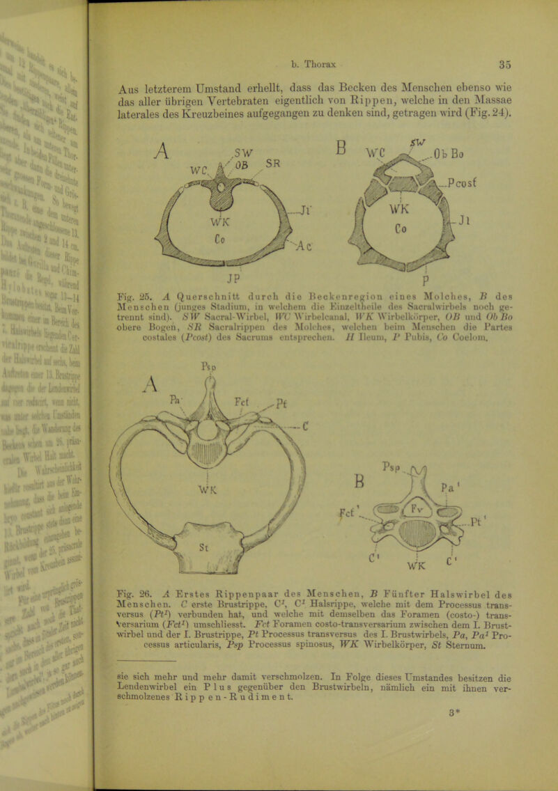 % Aus letzterem Umstand erhellt, dass das Becken des Menschen ebenso wie das aller übrigen Vertebraten eigentlich von Rippen, welche in den Massae laterales des Kreuzbeines aufgegangen zu denken sind, getragen wird (Fig.24). _ Pcosf 13-14 - BeimVor- • 'f1' ■; ^^MetCer- ,|J r pp? 'Tvohmt die Zahl ■■1 hai'^rtrl sechs, Wim Auftn-iei Huer 13. Brustrippe kr i <j; <i«r LcndenwirW w! vier mburt, »an nicht, ,v;is miirr wie!: ‘8 ClBlällM Ifrjj, ■»;>• \V«hl«ung 4» Beci,'('m m WirWl Hilt nacht. . p,, Wihrschcinlichkeft , saltirt »W* a«ss & fc® ** jultiew Fig. 25. A Querschnitt durch die Beckeuregion eines Molches, B des Menschen (junges Stadium, in welchem die Einzeltheile des Sacralwirbels noch ge- trennt sind). ih'TP Sacral Wirbel, WC W irbelcanal, HA’ Wirbelkörper, OB und Ob Bo obere Bogen, SR Sacralrippen des Molches, welchen beim Menschen die Partes costales (Pcost) des Sacrums entsprechen. 11 Ileum, P Pubis, Co Coelom. nufli , ,v.M^eice ^ ;L*i * 1 * «W* - i L*Ji l J n’ß. p w 'UV-Sfc* fej PU*Ü ,, .e §0  Alt. ■ r ' .wlV Fig. 26. A Erstes Rippenpaar des Menschen, B Fünfter Halswirbel des Menschen. C erste Brustrippe, C3, C3 Halsrippe, welche mit dem Processus trans- versus (Pt1) verbunden hat, und welche mit demselben das Foramen (costo-) trans- Versarium (Fct1) umschliesst. Fct Foramen costo-transversarium zwischen dem L Brust- wirbel und der I. Brustrippe, Pt Processus transversus des I. Brustwirbels, Pa, Pa1 Pro- cessus articularis, Ppp Processus spinosus, WK Wirbelkörper, St Sternum. 6ie sich mehr und mehr damit verschmolzen. In Folge dieses Umstandes besitzen die Lendenwirbel ein Plus gegenüber den Brustwirbeln, nämlich ein mit ihnen ver- schmolzenes Ripp en-Rudiment. 3*
