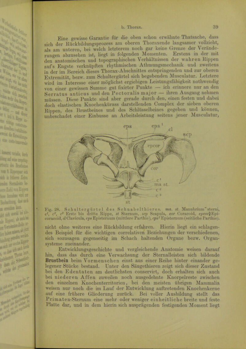 % :|!f; J '^tb f t,,, ’%fi wir . Pf- w U» ■': ■ 'S’ ’H» i *?» ^atir, siel ^fyk.,! Lyb •W-- 'ö^- i tVK!tr ‘ ^ an ^ dieser fype an- wa j, 6 ri&U 'istotrarii. W (ilex-iy j.,I., 5 ^üJJV Co^-iranflenale variable, durch ditag tat’seine nrspräw- fbatj ih Brustbeines »y# 9. Kippenpaar sici iieb in Mherefl Zeiten ••ü‘len M-rnaileiste ke- er« Zahl ton Rippen Urse .\nrahm« wild W SVohichttlfc dass web («««batak 11 w.k jAfoU W ih- ‘ ' N •iliö . . lcö* . ,r#cki»|r: « ilWÖ N>M Vflt IVtas ' s •naerii'1 ifr ;lf!1: . a ,:1U Me1*' '•'ilf'ner/:; Eine gewisse Garantie für die oben schon erwähnte Thatsache, dass sich der Rückbildungsprozess am oberen Thoraxende langsamer vollzieht, als am unteren, bei welch letzterem noch gar keine Grenze der Verände- rungen abzusehen ist, liegt in folgenden Momenten. Erstens in der mit den anatomischen und topographischen Verhältnissen der wahren Rippen aufs Engste verknüpften rhythmischen Athmuugsmechanik und zweitens in der im Bereich dieses Thorax-Abschnittes entspringenden und zur oberen Extremität, bezw. zum Schultergürtel sich begebenden Musculatur. Letztere wird im Interesse einer möglichst ergiebigen Leistungsfähigkeit nothwendig von einer gewissen Summe gut tixirtcr 1 unkte ich eimneie nui an den Serratus anticus und den Pectoralis major — ihren Ausgang nehmen müssen. Diese Punkte sind aber gerade durch den, einen festen und dabei doch elastischen Knochenkürass darstellenden Complex der sieben oberen Rippen, des Brustbeines und des Schlüsselbeines gegeben und können, unbeschadet einer Einbusse an Arbeitsleistung seitens jener Musculatur, Tig. 28. Sob ult erg Urtel des Schnabelthieres. m a. st Manubrium” sterni, c1, c3, cs Erste bis dritte Rippe, st Sternum, sep Scapula, cor Coracoid, epcor)Epi- coracoid, cl Clavicula, vps Episteruum (mittlere Parthie I, rps1 Episternum (seitliche Parthie). nicht ohne weiteres eine Rückbildung erfahren. Hierin liegt ein schlagen- des Beispiel für die wichtigen correlativen Beziehungen der verschiedenen, sich sozusagen gegenseitig im Schach haltenden Organe bezw. Organ- systeme zueinander. Entwicklungsgeschichte und vergleichende Anatomie weisen darauf hin, dass das durch eine Verwachsung der Sternalleisten sich bildende Brustbein beim Vormenschen einst aus einer Eeihe hinter einander ge- legener Stücke bestand. Unter den Säugethieren zeigt sich dieser Zustand bei den Edentaten am deutlichsten conservirt, doch erhalten sich auch bei niederen Affen zuweilen noch ausgedehnte Knorpeireste zwischen den einzelnen Knochenterritorien, bei den meisten übrigen Mammalia weisen nur noch die im Lauf der Entwicklung auftretenden Knochenkerne auf eine frühere Gliederung zurück. Bei voller Ausbildung stellt das Primaten-Sternum eine mehr oder weniger einheitliche breite und feste Platte dar, und in dem hierin sich ausprägenden festigenden Moment liegt