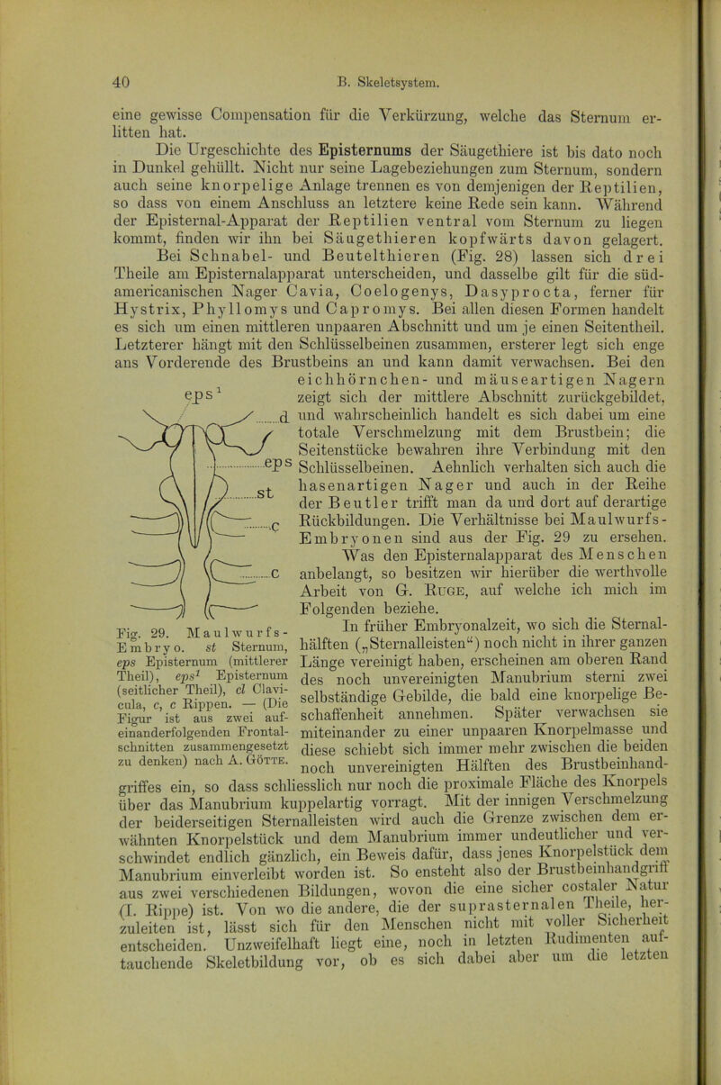 eine gewisse Compensation für die Verkürzung, welche das Sternum er- litten hat. Die Urgeschichte des Episternums der Säugethiere ist bis dato noch in Dunkel gehüllt. Nicht nur seine Lagebeziehungen zum Sternum, sondern auch seine knorpelige Anlage trennen es von demjenigen der Reptilien, so dass von einem Anschluss an letztere keine Rede sein kann. Während der Episternal-Apparat der Reptilien ventral vom Sternum zu liegen kommt, finden wir ihn bei Säugethieren kopfwärts davon gelagert. Bei Schnabel- und Beutelthieren (Fig. 28) lassen sich drei Theile am Episternalapparat unterscheiden, und dasselbe gilt für die süd- americanischen Nager Cavia, Coelogenys, Dasyprocta, ferner für Hystrix, Phyllomys und Capromys. Bei allen diesen Formen handelt es sich um einen mittleren unpaaren Abschnitt und um je einen Seitentheil. Letzterer hängt mit den Schlüsselbeinen zusammen, ersterer legt sich enge ans Vorderende des Brustbeins an und kann damit verwachsen. Bei den eichhörnchen- und mäuseartigen Nagern eps zeigt sich der mittlere Abschnitt zurückgebildet, und wahrscheinlich handelt es sich dabei um eine totale Verschmelzung mit dem Brustbein; die Seitenstücke bewahren ihre Verbindung mit den Schlüsselbeinen. Aehnlich verhalten sich auch die hasenartigen Nager und auch in der Reihe der Beutler trifft man da und dort auf derartige Rückbildungen. Die Verhältnisse bei Maulwurfs - Embryonen sind aus der Fig. 29 zu ersehen. Was den Episternalapparat des Menschen anbelangt, so besitzen wir hierüber die werthvolle Arbeit von G. Rüge, auf welche ich mich im Folgenden beziehe. In früher Embryonalzeit, wo sich die Sternal- hälften („Sternalleisten“) noch nicht in ihrer ganzen Länge vereinigt haben, erscheinen am oberen Rand des noch unvereinigten Manubrium sterni zwei selbständige Gebilde, die bald eine knorpelige Be- schaffenheit annehmen. Später verwachsen sie miteinander zu einer unpaaren Knorpelmasse und diese schiebt sich immer mehr zwischen die beiden noch unvereinigten Hälften des Brustbeinhand- griffes ein, so dass schliesslich nur noch die proximale Fläche des Knorpels über das Manubrium kuppelartig vorragt. Mit der innigen Verschmelzung der beiderseitigen Stern alleisten wird auch die Grenze zwischen dem er- wähnten Knorpelstück und dem Manubrium immer undeutlicher und ver- schwindet endlich gänzlich, ein Beweis dafür, dass jenes Knorpelstuck dem Manubrium einverleibt worden ist. So ensteht also der Brustbeinhandgritt aus zwei verschiedenen Bildungen, wovon die eine sicher costaler Natur (I. Rippe) ist. Von wo die andere, die der suprasternalen 1 heile, her- zuleiten ist, lässt sich für den Menschen nicht mit voller Sicherheit entscheiden. Unzweifelhaft liegt eine, noch in letzten Rudimenten aul- tauchende Skeletbildung vor, ob es sich dabei aber um die letzten Fig. 29. Maulwurfs- Embryo. st Sternum, eps Episternum (mittlerer Theil), eps1 Episternum (seitlicher Theil), cl Clavi- cula, c, c Rippen. — (Die Figur ist aus zwei auf- einanderfolgenden Frontal- schnitten zusammengesetzt zu denken) nach A. Götte.
