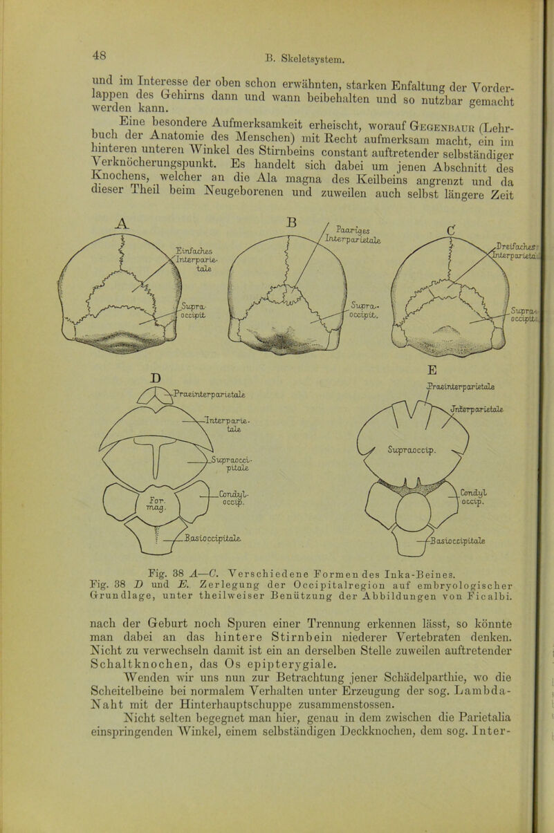und im Interesse der oben schon erwähnten, starken Enfaltung der Vorder- lappen des Gehirns dann und wann beibehalten und so nutzbar gemacht werden kann. ö Eine besondere Aufmerksamkeit erheischt, worauf Gegenbaur (Lehr- buch der Anatomie, des Menschen) mit Recht aufmerksam macht, ein im hinteren unteren Winkel des Stirnbeins constant auftretender selbständiger Verknocherungspunkt. Es handelt sich dabei um jenen Abschnitt des Knochens, welcher an die Ala magna des Keilbeins angrenzt und da dieser Ilieil beim Neugeborenen und zuweilen auch selbst längere Zeit Einfaches Interparie- tale Supra- occipü. Paarig es InterparLetale Suprou- oocipib. Dreifache? I irparietai l_Su.pra- ' occiptt l D ^/^jN^Praeinterp ar letale Interparie- tote E Praetnterpar ietale JnfeTparietale .Supraocci- pvtale ConcUjL- occtp. E.asioccipüale CotuLtjI occip. •Basioccipitale Fig. 38 A—C. Verschiedene Formendes Inka-Beines. Fig. 38 D und E. Zerlegung der Occipitalregion auf embryologischer Grundlage, unter theilweiser Benützung der Abbildungen von Ficalbi. nach der Geburt noch Spuren einer Trennung erkennen lässt, so könnte man dabei an das hintere Stirnbein niederer Vertebraten denken. Nicht zu verwechseln damit ist ein an derselben Stelle zuweilen auftretender Schaltknochen, das Os epipterygiale. Wenden wir uns nun zur Betrachtung jener Schädelparthie, wo die Scheitelbeine bei normalem Verhalten unter Erzeugung der sog. Lambda- Naht mit der Hinterhauptschuppe zusammenstossen. Nicht selten begegnet man hier, genau in dem zwischen die Parietalia einspringenden Winkel, einem selbständigen Deckknochen, dem sog. Inter-