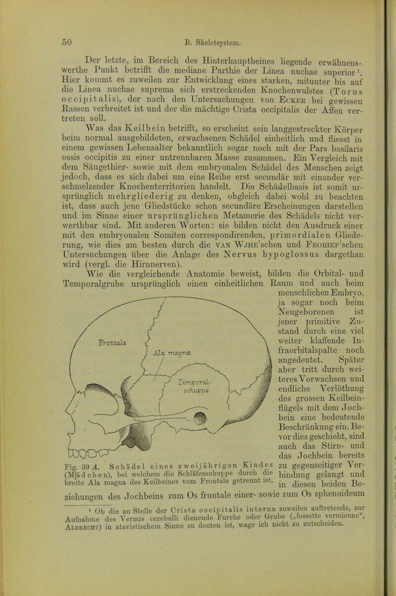 Der letzte, im Bereich des Hinterhauptbeines liegende envähnens- werthe Punkt betrifft die mediane Parthie der Linea nuchae superior1. Hier kommt es zuweilen zur Entwicklung eines starken, mitunter bis auf die Linea nuchae suprema sich erstreckenden Knochenwulstes (Torus occipitalis), der nach den Untersuchungen von Ecker bei gewissen Bassen verbreitet ist und der die mächtige Crista occipitalis der Affen ver- treten soll. Was das Keilbein betrifft, so erscheint sein langgestreckter Körper beim normal ausgebildeten, erwachsenen Schädel einheitlich und fliesst in einem gewissen Lebensalter bekanntlich sogar noch mit der Pars basilaris ossis occipitis zu einer untrennbaren Masse zusammen. Ein Vergleich mit dem Säugethier- sowie mit dem embryonalen Schädel des Menschen zeigt jedoch, dass es sich dabei um eine Reihe erst secundär mit einander ver- schmelzender Knochenterritorien handelt. Die Schädelbasis ist somit ur- sprünglich mehrgliederig zu denken, obgleich dabei wohl zu beachten ist, dass auch jene Gliedstücke schon secundäre Erscheinungen darstellen und im Sinne einer ursprünglichen Metamerie des Schädels nicht ver- werthbar sind. Mit anderen Worten: sie bilden nicht den Ausdruck einer mit den embryonalen Sonnten correspondirenden, primordialen Gliede- rung, wie dies am besten durch die van W-JHE’schen und FßORiEP’schen Untersuchungen über die Anlage des Nervus hypoglossus dargethan wird (vergl. die Hirnnerven). Wie die vergleichende Anatomie beweist, bilden die Orbital- und Temporalgrube ursprünglich einen einheitlichen Raum und auch beim Fig. 39 fl. Schädel eines zweijährigen Kindes zu gegenseitiger Ver- (MJädchen), bei welchem die Schläfenschuppe durch die Bildung gelangt und breite Ala magna des Keilbeines vom Frontale getrennt ist. diesen beiden Be- ziehungen des Jochbeins zum Os frontale einer- sowie zum Os sphenoideum i Ob die anstelle der Crista occipitalis interna zuweilen auftretende, zur Aufnahme des Vermis cerebelli dienende Furche oder Grube („fossette yermieune , Albrecht) in atavistischem Sinne zu deuten ist, wage ich nicht zu entscheiden. menschlichen Embryo, ja sogar noch beim Neugeborenen ist jener primitive Zu- stand durch eine viel weiter klaffende In- fraorbitalspalte noch angedeutet. Später aber tritt durch wei- teres Vorwachsen und endliche Verlöthung des grossen Keilbein- flügels mit dem Joch- bein eine bedeutende Beschränkung ein. Be- vor dies geschieht, sind auch das Stirn- und das Jochbein bereits