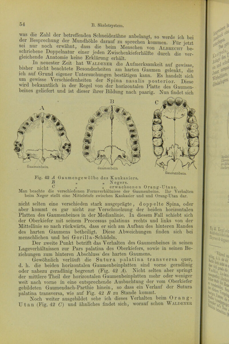 was die Zahl der betreffenden Schneidezähne anbelangt, so werde ich hei der Besprechung der Mundhöhle darauf zu sprechen kommen. Für letzt sei nui noch erwähnt, dass die beim Menschen von Albrecht be- schriebene Doppelnatur einer jeden Zwischenkieferhälfte durch die ver- gleichende Anatomie keine Erklärung erhält. In neuester Zeit hat Waldeyer die Aufmerksamkeit auf gewisse bisher nicht beachtete Besonderheiten am harten Gaumen gelenkt, die ich auf Grund eigener Untersuchungen bestätigen kann. Es handelt sich um gewisse Verschiedenheiten der Spina nasalis posterior. Diese wird bekanntlich in der Regel von der horizontalen Platte des Gaumen- beines geliefert und ist dieser ihrer Bildung nach paarig. Nun findet sich Fig. 42 A Gaumengewölbe des Kaukasiers. B „ „ Negers. C „ „ erwachsenen Orang-Utans. Man beachte die verschiedenen Formverhältnisse der Gaumenbeine. Ihr Verhalten beim Neger stellt eine Mittelstufe zwischen Kaukasier und und Orang-Utan dar. nicht selten eine verschieden stark ausgeprägte, doppelte Spina, oder aber kommt es gar nicht zur Verschmelzung der beiden horizontalen Platten des Gaumenbeines in der Medianlinie. In diesem Fall schiebt sich der Oberkiefer mit seinem Processus palatinus rechts und links von der Mittellinie so nach rückwärts, dass er sich am Aufbau des hinteren Randes des harten Gaumens betheiligt. Diese Abweichungen finden sich bei menschlichen und bei Gorilla-Schädeln. Der zweite Punkt betrifft das Verhalten des Gaumenbeines in seinen Lageverhältnissen zur Pars palatina des Oberkiefers, sowie in seinen Be- ziehungen zum hinteren Abschluss des harten Gaumens. Gewöhnlich verläuft die Sutura palatina transversa quer, d. h. die beiden horizontalen Gaumenbeinplatten sind vorne geradlinig oder nahezu geradlinig begrenzt (Fig. 42 Ä). Nicht selten aber springt der mittlere Theil der horizontalen Gaumenbeinplatten mehr oder weniger weit nach vorne in eine entsprechende Ausbuchtung der vom Oberkiefer gebildeten Gaumendach-Parthie hinein, so dass ein Verlauf der Sutura palatina transversa, wie auf Fig. 42 B zu Stande kommt. Noch weiter ausgebildet sehe ich dieses Verhalten beim Orang- Utan (Fig. 42 C) und ähnliches findet sich, worauf schon Waldeyer