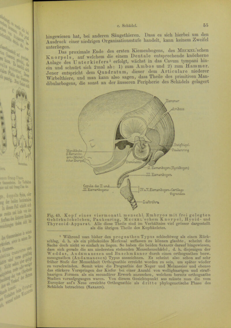 *rib 0nnit-Iuh r luuwniK !•. Ib ViiWtai f,. f und und 'hrtog-UUn dir. 'ina, oder n'Ofltilen iiiebt sich ; von der ,,tj in sein«2 e itt ^ irftetiP*5(11 i}»aö^ .Afjj (.M«a tP «rj -**1“ * -m» P1 ■ lüK -lBU, „ Hiv>r ■Kt ;.«!# v# hs . rtJ* dt»11 hin gewiesen hat, bei anderen Säugethieren. Dass es sich hierbei um den Ausdruck einer niedrigen Organisationsstufe handelt, kann keinem Zweifel unterliegen. ,r > i Das proximale Ende des ersten Kiemenbogens, des Meckel sehen Knorpels, auf welchem die einem Dentale entsprechende knöcherne Anlage des U nterkiefers 1 erfolgt, wächst in das Cavum tympani hin- ein und schnürt sich 2mal ab: 1) zum Ambos und 2) zum Hammer. Jener entspricht dem Quadratum, diesei dem Aiticulare niedeiei Wirbelthiere, und man kann also sagen, dass Theile des primitiven Man- dibularbogens, die sonst an der äusseren Peripheiie des Schädels» gelageit Fig. 43. Kopf eines viermouat 1. men sc hl. Embryos mit frei gelegten Gehörkn öch eichen, Paukenring, M k e KB L'schem Knorpel, Hyoid- und Thyreoid-Apparat. Alle diese Theile sind im Verhältniss viel grösser dargestellt als die übrigen Theile des Kopfskeletes. 1 Während man bisher den prognatlien Typus schlechtweg als einen Rück- schlag, d. h. als ein pithekoides Merkmal auflassen zu können glaubte, scheint die Sache doch nicht so einfach zu liegen. So haben die beiden Sarasin darauf hingewiesen, dass sich gerade die am niedersten stehenden Menschenschädel, d. h. diejenigen der AVeddas, Andämanesen und Buschmänner durch einen orthognathen bezw. mesognathen (Andamanesen) Typus auszeichnen. Es scheint also schon auf sehr früher Stufe der Menschheit Orthognathie erreicht worden zu sein, um später wieder zu verschwinden. Somit wäre die Prognathie der Neger und Melanesier und ebenso das stärkere Yorspringeu der Kiefer bei einer Anzahl von wellighaarigen und strafl- haarigen Formen als ein secundärer Erwerb anzusehen, welchem bereits orthognathe Stadien voraufgegangen waren. Von diesem Gesichtspunkt aus müsste man die vom Europäer aufs Neue erreichte Orthognathie als dritte phylogenetische Phase des Schädels betrachten (Sarasin). fl'