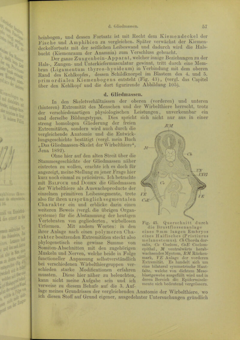 beinbogen, und dessen Fortsatz ist mit .Recht dem Kiemendeckel der Fische und Amphibien zu vergleichen. Später verwächst der Kiemen- deckelfortsatz mit der seitlichen Leibeswand und dadurch wird die Hals- bucht (Kiemenranm der Anamnia) zum A erschluss gebracht. Her ganze Zungenbein-Apparat, welcher innige Beziehungen zu der Hals-, Zungen- und Unterkiefermusculatur gewinnt, tritt durch eine Mem- bran (Ligamentum thyreo-hyoide um) in Verbindung mit dem oberen Rand des Kehlkopfes, dessen Schildknorpel im Blastem des 4. und 5. primordialen Kiemenbogens entsteht (Fig. 43), (vergl. das Capitel über den Kehlkopf und die dort figurirende Abbildung 105). d. Gliedmassen. In den Skeletverhältnissen der oberen (vorderen) und unteren (hinteren) Extremität des Menschen und der Wirbelthiere herrscht, trotz der verschiedenartigen physiologischen Leistungen, unverkennbar ein und derselbe Bildungstypus. Dies spricht streng homologen Gliederung der freien Extremitäten, sondern wird auch durch die vergleichende Anatomie und die Entwick- lungsgeschichte bestätigt (vergl. mein Buch „Das Gliedmassen-Skelet der W irbelthiere“, Jena 1892). Ohne hier auf den alten Streit über die Stammesgeschichte der Gliedmassen näher eintreten zu wollen, erachte ich es doch für angezeigt, meine Stellung zu jener Frage hier kurz noch einmal zu präcisiren. Ich betrachte mit Balfoi h und Dohrn die Gliedmassen der Wirbelthiere als Auswachsproducte der einzelnen primitiven Leibessegmente, trete also für ihren ursprünglich segmenta len Charakter ein und erblicke darin einen weiteren Beweis (vergl. die übrigen ()rgan- systeme) für die Abstammung der heutigen Vertebraten von gegliederten, wirbellosen Urformen. Mit andern Worten: in den ihrer Anlage nach einen polymeren Cha- rakter besitzenden Extremitäten steckt also phylogenetisch eine gewisse Summe von Somiten-Abschnitten mit den zugehörigen Muskeln und Nerven, welche beide in Folge functioneller Anpassung selbstverständlich bei verschiedenen Wirbelthiergruppen ver- schieden starke Modificationen erfahren mussten. Diese hier näher zu beleuchten, kann nicht meine Aufgabe sein und ich verweise zu diesem Behufe auf die 3. Auf- lage meines Grundrisses der vergleichenden Anatomie der Wirbelthiere, wo ich diesen Stoff auf Grund eigener, ausgedehnter Untersuchungen gründlich sich nicht nur aus in einer M.\T Fig. 45. Querschnitt durch die Brustflossenanlage eines Omni langen Embryos eines Haifisches (Pristiurus melanostomus). Ch Chorda dor- salis, Co Coelom, CoE Coelom- epithel, M ventralwärts herab- wachsendes Myotom, HM Rücken- mark, VE Anlage der vorderen Extremität. Es handelt sich um eine bilateral symmetrische Haut- falte, welche von dichtem Meso- blastgewebe ausgefullt wird und in deren Bereich die Epidermisele- mente sich bedeutend vergrüssern.