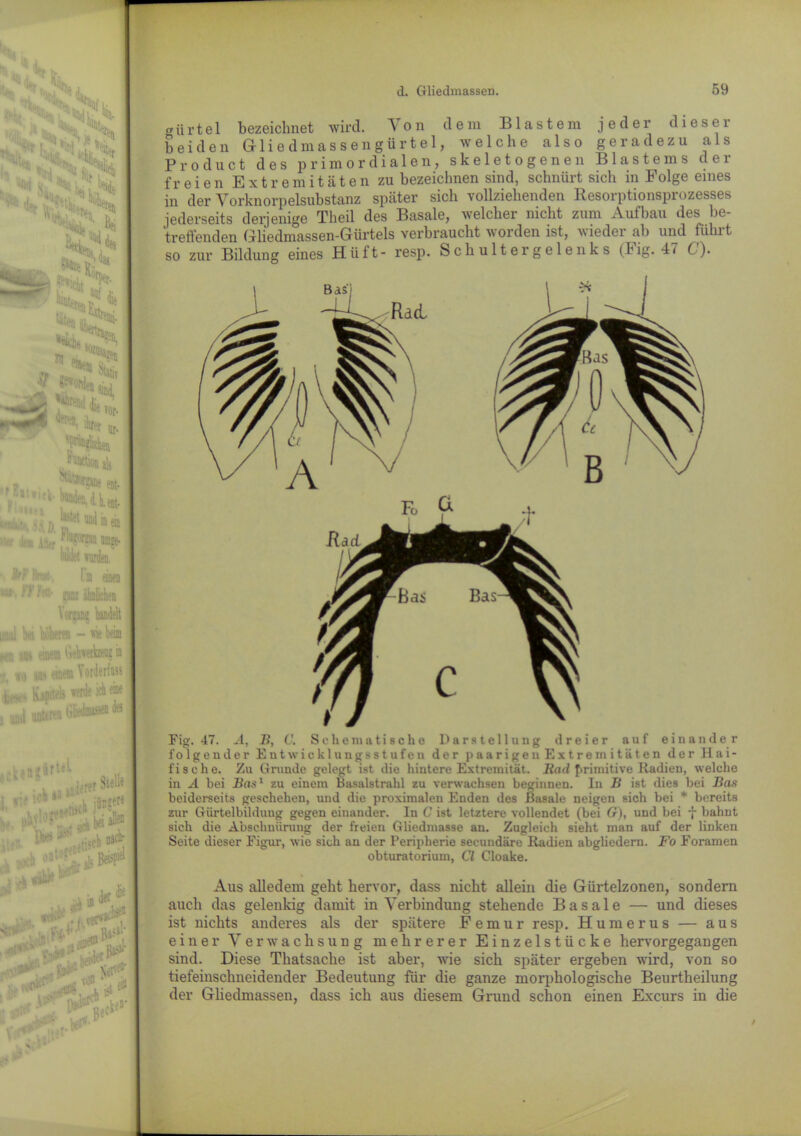 Rad Fig. 47. A, B, C. Schematische Darstellung dreier auf einander folgender Entwicklungsstufen der paarigen Extremitäten der Hai- fische. Zu Grunde gelegt ist die hintere Extremität. Rad primitive Radien, welche in A bei Bas1 zu einem Basalstrahl zu verwachsen beginnen. In B ist dies bei Bas beiderseits geschehen, und die proximalen Enden des Basale neigen sich bei * bereits zur Gürtelbilduug gegen einander. In C ist letztere vollendet (bei G), und bei f bahnt sich die Abschnürung der freien Gliedmasse an. Zugleich sieht man auf der linken Seite dieser Figur, wie sich an der Peripherie secundäre Radien abgliedern. Fo Foramen obturatorium, CI Cloake. Aus alledem geht hervor, dass nicht allein die Gürtelzonen, sondern auch das gelenkig damit in Verbindung stehende Basale — und dieses ist nichts anderes als der spätere Femur resp. Humerus — aus einer Verwachsung mehrerer Einzelstücke hervorgegangen sind. Diese Thatsache ist aber, wie sich später ergeben wird, von so tiefeinschneidender Bedeutung für die ganze morphologische Beurtheilung der Gliedmassen, dass ich aus diesem Grund schon einen Excurs in die gürtel bezeichnet wird. Von dem Blastem jeder dieser beiden Gliedmassengürtel, welche also geradezu als Product des primordialen, skeletogenen Blastems der freien Extremitäten zu bezeichnen sind, schnürt sich in Folge eines in der Vorknorpelsubstanz später sich vollziehenden Resorptionsprozesses jederseits derjenige Theil des Basale, welcher nicht zum Aufbau des be- treffenden Gliedmassen-Gürtels verbraucht worden ist, wieder ab und führt so zur Bildung eines Hüft- resp. Schultergelenks (Fig. 47 C ).