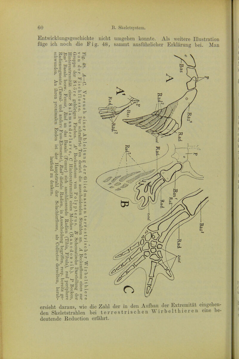 Entwicklungsgeschichte nicht umgehen konnte. Als weitere Illustration die Eig. 48, sammt ausführlicher Erklärung hei. Man füge ich noch B'jLS B's 2«P’ g g 2 P p ligS”» g 03 g & 2 • 3 sr* ff g tu. 2 ° 3 ^ fcrj I 5- g' £-■ m ~ X g CD g p: ^ bt- C+- w  3-?- 2.3 ^ 3 3 £Jg ® 3!cd B P 2 H _ « >—■3 QTQ O ~ S g/ P O.. 3' « * a3' - P P £ _ CD CD cd - P 2 p ^ hrj^ p ,, ® P g ® hH/, p0 2 g, c p ® o B p p i , —* r-. er K CO JJ. »—■ SS*®4 £ p 20 3 ^3 £L<! -2 c ® Mo^ *-S CD r-t-^-N q P-* C ;=— cd 1 Pr“ PCTQ H+3 u^’ >—■ —■ — ® P M 3 p Sc Kg P c a ■ ■ ■ 3= CD 3 P 3 3 _ 5.^8. g S <r<- “ 3 g 0 S-&S-3 Q § E p 3 ° £ ® g 3 e g Pi , GO P , . p 55 2 3: ^ g- 3 £Li ^ 0 2. p «3 g 2 g.Cf % 03 2 □ t» P 2 CO P ~ g CD 5 q O pj. O cc _*. '—1 L O- S ^ CD ö p-. G ^CD P cd fr> m c+- *frt?t5 V: ®.&® g-3 oaQ P P _ O 3S'0 ®- P 3 - _ 2 aS i_Wp g- 3- 3 0 er. W 0 0 P 3 £ 3 3 1 2 c 2. c , 3 I—. OT 3 PT* -^J P- P H.® O <1 3 w tr-' _ ._, 3 M. S 3 ■ ö 33 w o 22 “ ^2 0 2. >—^ co er ?— • r c» co 3 3-~P3 °  -B g^ “Be.,- 2,® Wg 3 3 p (p-10 CD Jq CD . CD c/3 y, C CO h- ^r 57- cd P aQ O CD Pj N HW t ® CD S1 3 3 3 :rsieht daraus, wie die Zahl der in den Aufbau der Extremität eingehen- len Skeletstrahlen bei terrestrischen Wirbelthieren eine be- leutende Reduction erfährt.