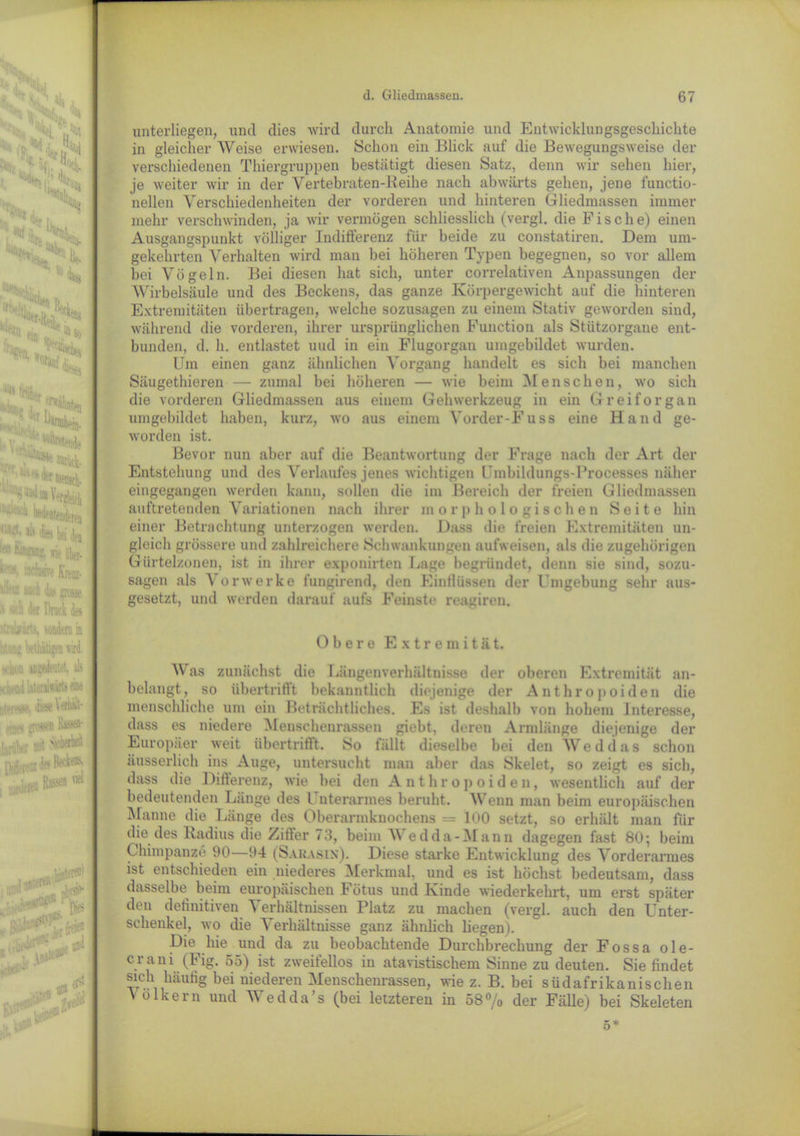 St :i.f %tS ■■■:. ,4 Ha.-” W i d5t % l-,,\ iS&w iiC iut lii ’l! ftufluj, wie aber. »v iv infam Krau- weil das »rosse is .'ii ii k Druck des löaiairts, sondern in iiniDg belbktigen wird. m. i :i argedeutet, als i neud Liier,tets eine vi '.v, dii-se \erüält- «i n liassen- : .;!,,.nomW n, !> •• h k'^ens ,:jm R^# 11 ii Wker, * k 1 ' fkilltoj Halses d lluf? und m m bed i$t als di ' .. ,,'v?v *Z] ^ * % unterliegen, und dies wird durch Anatomie und Entwicklungsgeschichte in gleicher Weise erwiesen. Schon ein Blick auf die Bewegungsweise der verschiedenen Thiergruppen bestätigt diesen Satz, denn wir sehen hier, je weiter wir in der Vertebraten-Reihe nach abwärts gehen, jene functio- nellen Verschiedenheiten der vorderen und hinteren Gliedmassen immer mehr verschwinden, ja wir vermögen schliesslich (vergl. die F i s c h e) einen Ausgangspunkt völliger Indifferenz für beide zu constatiren. Dem um- gekehrten Verhalten wird man bei höheren Typen begegnen, so vor allem bei Vögeln. Bei diesen hat sich, unter correlativen Anpassungen der Wirbelsäule und des Beckens, das ganze Körpergewicht auf die hinteren Extremitäten übertragen, welche sozusagen zu einem Stativ geworden sind, während die vorderen, ihrer ursprünglichen Function als Stützorgane ent- bunden, d. h. entlastet und in ein Flugorgan umgebildet wurden. Um einen ganz ähnlichen Vorgang handelt es sich bei manchen Säugethieren — zumal bei höheren — wie beim Menschen, wo sich die vorderen Gliedmassen aus einem Gehwerkzeug in ein Greiforgan umgebildet haben, kurz, wo aus einem Vorder-Fuss eine Hand ge- worden ist. Bevor nun aber auf die Beantwortung der Frage nach der Art der Entstehung und des Verlaufes jenes wichtigen Umbildungs-Processes näher eingegangen werden kann, sollen die im Bereich der freien Gliedmassen auftretenden Variationen nach ihrer morphologischen Seite hin einer Betrachtung unterzogen werden. Dass die freien Extremitäten un- gleich grössere und zahlreichere Schwankungen aufweisen, als die zugehörigen Gürtelzonen, ist in ihrer exponirten Lage begründet, denn sie sind, sozu- sagen als Vorwerke fungirend, den Einflüssen der Umgebung sehr aus- gesetzt, und werden darauf aufs Feinste reagiren. Obere Extremität. Was zunächst die Längenverhältnisse der oberen Extremität an- belangt, so übertrifft bekanntlich diejenige der Anthropoiden die menschliche um ein Beträchtliches. Es ist deshalb von hohem Interesse, dass es niedere Menschenrassen giebt, deren Armlänge diejenige der Europäer weit übertrifft. So lallt dieselbe hei den Wed das schon äusserlich ins Auge, untersucht man aber das Skelet, so zeigt es sich, dass die Differenz, wie bei den Anthropoiden, wesentlich auf der bedeutenden Länge des Unterarmes beruht. Wenn man beim europäischen Manne die Länge des Oberarmknochens = 100 setzt, so erhält man für die des Radius die Zitier 73, beim V edda-Mann dagegen fast 80; beim Chimpanze 90 94 (Sahasix). Diese starke Entwicklung des Vorderarmes ist entschieden ein niederes Merkmal, und es ist höchst bedeutsam, dass dasselbe beim europäischen Fötus und Kinde wiederkehrt, um erst später den definitiven Verhältnissen Platz zu machen (vergl. auch den Unter- schenkel, wo die Verhältnisse ganz ähnlich liegen). Die hie und da zu beobachtende Durchbrechung der Fossa ole- crani (Fig. 55) ist zweifellos in atavistischem Sinne zu deuten. Sie findet smh häufig bei niederen Menschenrassen, wie z. B. bei südafrikanischen Völkern und Wedda’s (bei letzteren in 58% der Fähe) bei Skeleten L 5*
