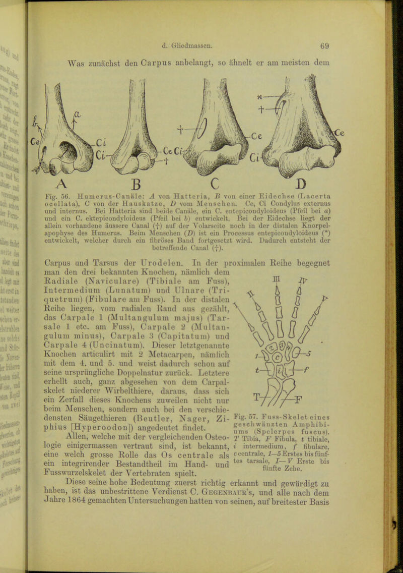 Was zunächst den Carpus anbelangt, so ähnelt er am meisten dem ABC D Fig. 56. Humerus-Canäle: A von Hatteria, B von einer Eidechse (Lacerta ocellata), 0 von der Hauskatze, D vom Menschen. Ce, Ci Condylus externus und internus. Bei Hatteria sind beide Canäle, ein C. entepicondyloideus (Pfeil bei a) und ein C. ektepicondyloideus (Pfeil bei b) entwickelt. Bei der Eidechse liegt der allein vorhandene äussere Canal (f) auf der Yolarseite noch in der distalen Knorpel- apophyse des Humerus. Beim Menschen (D) ist ein I’rocessus entepicondyloideus (*) entwickelt, welcher durch ein fibröses Band fortgesetzt wird. Dadurch entsteht der betreffende Canal (f). Carpus und Tarsus der Vrodelen. In der proximalen Reihe begegnet man den drei bekannten Knochen, nämlich dem Radiale (Xaviculare) (Tibiale am Fttss), Intermedium (Lunatum) und Ulnare (Tri- quetrum) (Fibulare am Fuss). ln der distalen Reihe liegen, vom radialen Rand aus gezählt, das Carpale 1 (Multangulum majus) (Tar- sale 1 etc. am Fuss), Carpale 2 (Multan- gulum minus), Carpale 3 (Capitatum) und Carpale 4 (Uncinatum). Dieser letztgenannte Knochen articulirt mit 2 Metacarpen, nämlich mit dem 4. und 5. und weist dadurch schon auf seine ursprüngliche Doppelnatur zurück. Letztere erhellt auch, ganz abgesehen von dem Carpal- skelet niederer Wirbelthiere, daraus, dass sich ein Zerfall dieses Knochens zuweilen nicht nur beim Menschen, sondern auch bei den verschie- densten Säugethieren (Beutler, Xager, Zi- phius [Hyperoodon]) angedeutet findet. Allen, welche mit der vergleichenden Osteo- logie einigermassen vertraut sind, ist bekannt, eine welch grosse Rolle das Os centrale als ein integrirender Bestandtheil im Hand- und Fusswurzelskelet der Vertebraten spielt. Diese seine hohe Bedeutung zuerst richtig erkannt und gewürdigt zu haben, ist das unbestrittene Verdienst C. Gegexbaur’s, und alle nach dem Jahre 1864 gemachten Untersuchungen hatten von seinen, auf breitester Basis Fig. 57. Fuss-Skelet eines geschwänzten Amphibi- ums (Spelerpes fuscus). T Tibia, F Fibula, t tibiale, i intermedium, f fibulare, c centrale, 1—5 Erstes bis fünf- tes tarsale, I—V Erste bis fünfte Zehe.