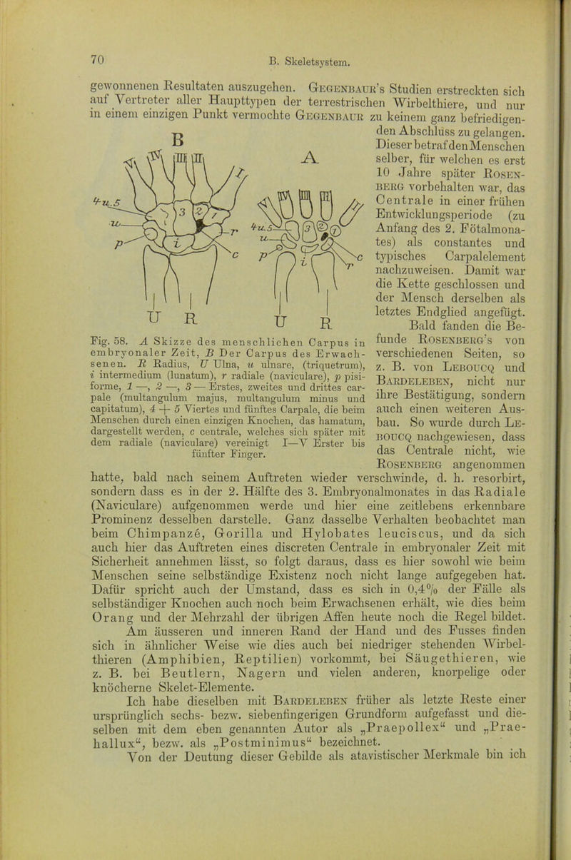 gewonnenen Resultaten auszugehen. Gegenbaur’s Studien erstreckten sich aul V ertreter aller Haupttypen der terrestrischen Wirbelthiere, und nur in einem einzigen Punkt vermochte Gegenbaur zu keinem ganz befriedigen- den Abschluss zu gelangen. Dieser betraf den Menschen selber, für welchen es erst 10 Jahre später Rosen- berg Vorbehalten war, das Centrale in einer frühen Entwicklungsperiode (zu Anfang des 2. Fötalmona- tes) als constantes und typisches Carpalelement nachzuweisen. Damit war die Kette geschlossen und der Mensch derselben als letztes Endglied angefügt. Bald fanden die Be- funde Rosenberg’s von verschiedenen Seiten, so z. B. von Leboucq und Bardeleben, nicht nur ihre Bestätigung, sondern auch einen weiteren Aus- bau. So wurde durch Le- boucq nachgewiesen, dass das Centrale nicht, wie Rosenberg angenommen hatte, bald nach seinem Auftreten wieder verschwinde, d. h. resorbirt, sondern dass es in der 2. Hälfte des 3. Embryonalmonates in das Radiale (Naviculare) aufgenommen werde und hier eine zeitlebens erkennbare Prominenz desselben darstelle. Ganz dasselbe Verhalten beobachtet man beim Chimpanze, Gorilla und Hylobates leuciscus, und da sich auch hier das Auftreten eines discreten Centrale in embryonaler Zeit mit Sicherheit annehmen lässt, so folgt daraus, dass es hier sowohl wie beim Menschen seine selbständige Existenz noch nicht lange aufgegeben hat. Dafür spricht auch der Umstand, dass es sich in 0,4 % der Fälle als selbständiger Knochen auch noch beim Erwachsenen erhält, wie dies beim Orang und der Mehrzahl der übrigen Affen heute noch die Regel bildet. Am äusseren und inneren Rand der Hand und des Fusses finden sich in ähnlicher Weise wie dies auch bei niedriger stehenden Wirbel- thieren (Amphibien, Reptilien) vorkommt, bei Säugethieren, wie z. B. bei Beutlern, Nagern und vielen anderen, knorpelige oder knöcherne Skelet-Elemente. Ich habe dieselben mit Bardeleben früher als letzte Reste einer ursprünglich sechs- bezw. siebenfingerigen Grundform aufgefasst und die- selben mit dem eben genannten Autor als „Praepollex“ und „Prae- liallux“, bezw. als „Postminimus“ bezeichnet. Von der Deutung dieser Gebilde als atavistischer Merkmale bin ich A c U R U Fig. 58. A Skizze des menschlichen Carpus in embryonaler Zeit, B Der Carpus des Erwach- senen. R Radius, U Ulna, u ulnare, (triquetrum), i intermeclium (lunatum), r radiale (naviculare), p pisi- forme, 1 —, 2 —, 3 — Erstes, zweites und drittes car- pale (multangulum majus, multangulum minus und capitatum), 4 -(- 5 Viertes und fünftes Carpale, die beim Menschen durch einen einzigen Knochen, das hamatum, dargestellt werden, c centrale, welches sich später mit dem radiale (naviculare) vereinigt I—V Erster bis fünfter Finger.