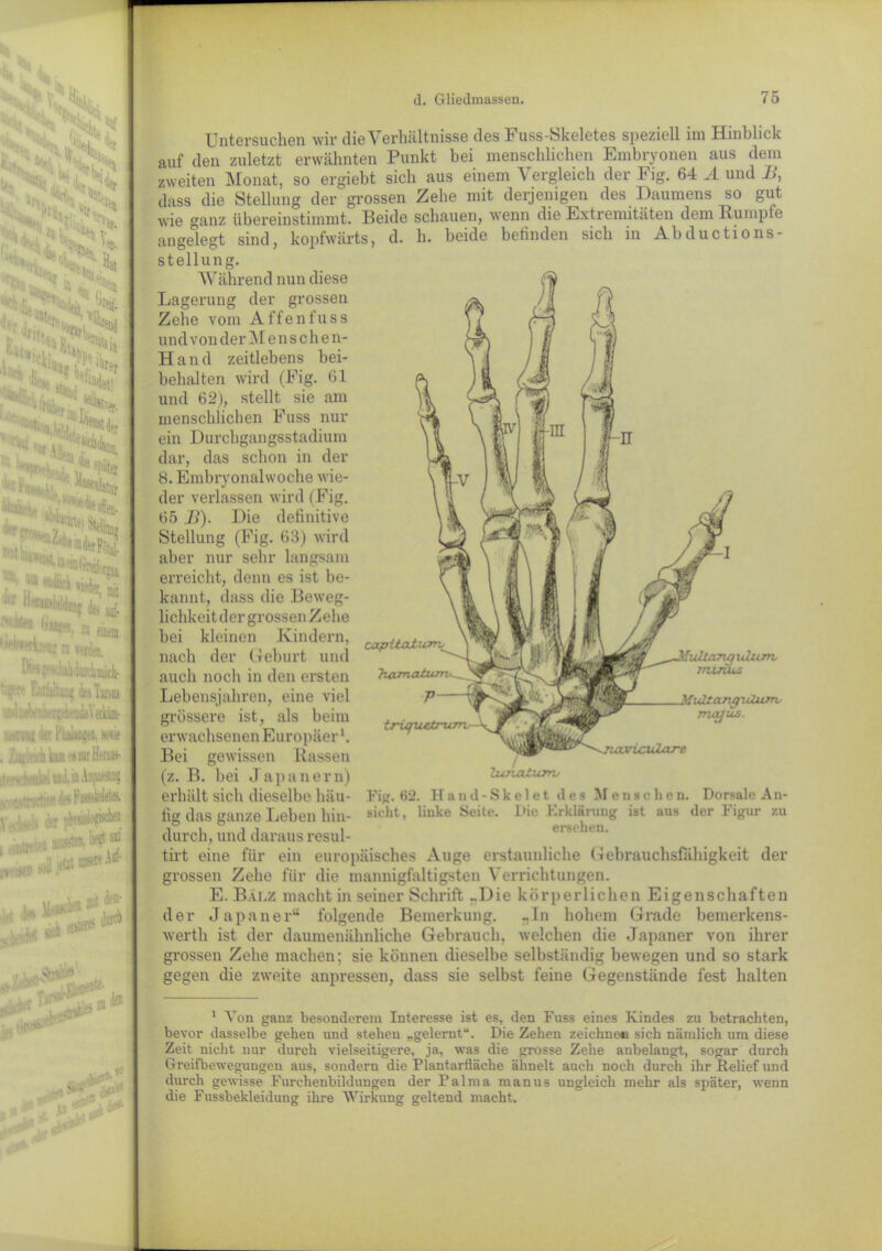 1 ‘‘ l*i 'In«; '^u. ' ,;S u»* 'and lertj.  t JH;' * All,,' i^D, >k <v\» :• .£***, ' “« «Hek ' m «f des aqf >n (iMjffl zu *«etiS ra werden. |,-'5.r''1 i'iiurchniiich- KnlüilliUijj! des Tii'sos iWniieruvheadeVetküm- H litr PblttgeO, MW h »,•.,! > :ur Heraas- lenke! ncd. in Anpasamg fiidion d* i\ dir pfcuriofl®^® , müsst«. W ^ p ■ j«* u Stoa ^ ,. fl l^vr.ate Untersuchen wir die Verhältnisse des Fuss-Skeletes speziell im Hinblick auf den zuletzt erwähnten Punkt bei menschlichen Embryonen aus dem zweiten Monat, so ergiebt sich aus einem Vergleich der Fig. 64 A und JJ, dass die Stellung der grossen Zehe mit derjenigen des Daumens so gut wie ganz übereinstimmt. Beide schauen, wenn die Extremitäten dem Rumple angelegt sind, kopfwärts, d. h. beide befinden sich in Abductions- stellung. Während nun diese Lagerung der grossen Zehe vom Affenfuss undvon der M e n s ch e n- Hand zeitlebens bei- behalten wird (Fig. 61 und 62), stellt sie am menschlichen Fuss nur ein Durchgangsstadium dar, das schon in der 8. Embryonalwoche wie- der verlassen wird (Fig. 65 J>). Die definitive Stellung (Fig. 63) wird aber nur sehr langsam erreicht, denn es ist be- kannt, dass die Beweg- lichkeit der grossen Zehe bei kleinen Kindern, nach der Geburt und auch noch in den ersten Lebensjahren, eine viel grössere ist, als beim erwachsenen Europäer1. Bei gewissen Rassen (z. B. bei Japanern) erhält sich dieselbe häu- fig das ganze Leben hin- durch, und daraus resul- tirt eine für ein europäisches Auge erstaunliche Gebrauchsfähigkeit der grossen Zehe für die mannigfaltigsten Verrichtungen. E. Balz macht in seiner Schrift -Die körperlichen Eigenschaften der Japaner“ folgende Bemerkung, -ln hohem Grade bemerkens- wert h ist der daumenähnliche Gebrauch, welchen die Japaner von ihrer grossen Zehe machen; sie können dieselbe selbständig bewegen und so stark gegen die zweite anpressen, dass sie selbst feine Gegenstände fest halten Fig. 62. Hand-Skelet des Menschen. Dorsale An- sieht, linke Seite. Die Erklärung ist aus der Figur zu ersehen. 1 Von ganz besonderem Interesse ist es, den Fuss eines Kindes zu betrachten, bevor dasselbe gehen und stehen „gelernt“. Die Zehen zeichne« sich nämlich um diese Zeit nicht nur durch vielseitigere, ja, was die grosse Zehe anbelangt, sogar durch Greifbewegungen aus, sondern die Plantarfläche ähnelt auch noch durch ihr Relief und durch gewisse Furchenbildungen der Palma manus ungleich mehr als später, wenn die Fussbekleidung ihre Wirkung geltend macht.