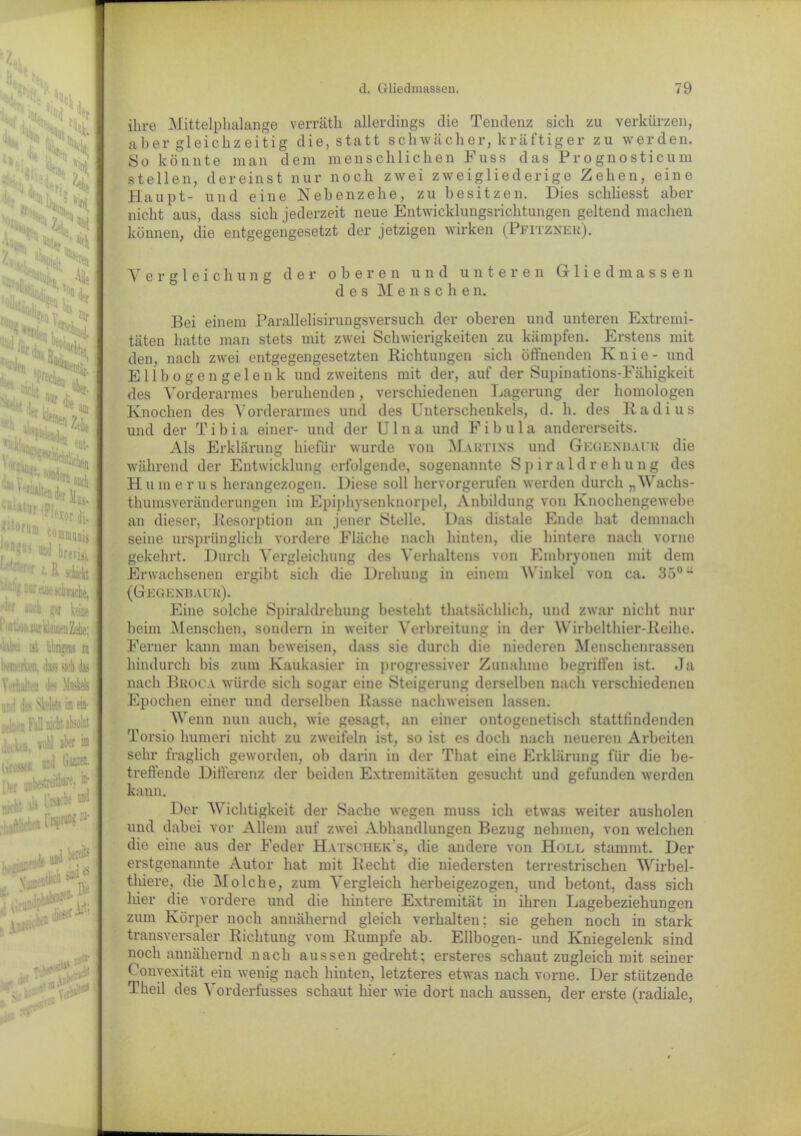 %i :■ i(L>i '4 >k kLH ^.ls3en '?% tlk l,, Sielt «fcSS>' ^-ren „ -fa V Nruf Jlf TNär. ! »i, f*1 **• », .'>2,1. „./UH, «Ä1“ «itömni ent- 4# *J«r dj. !*'« «»I tmi4 '■:'''’1 'r IR schieb ■ - 2u; eae schwache, 4 ** rn keile i,f'i')inai kleinen Zehe; ist übrig® i5 iidiicrien, ,1t« sieh dis YrrhaiVü d« Meis nr, i des Skelets in eia- iM Fall nicht absolut decken, *oU aiwr ia (trosefß üüJ [ i),r unbestreitbare, fr *u * e»* „de iüI , pp* V,' ihre Mittelphalange verräth allerdings die Tendenz sich zu verkürzen, aber gleichzeitig die, statt schwächer, kräftiger zu werden. So könnte man dem menschlichen Fuss das Prognosticum stellen, dereinst nur noch zwei zweigliederige Zehen, eine Haupt- und eine Nebenzehe, zu besitzen. Dies schliesst aber nicht aus, dass sich jederzeit neue Entwicklungsrichtungen geltend machen können, die entgegengesetzt der jetzigen wirken (Pfitzner). Vergleichung der oberen und unteren Gliedmassen des Mensche n. Bei einem Parallelisirungsversuch der oberen und unteren Extremi- täten hatte man stets mit zwei Schwierigkeiten zu kämpfen. Erstens mit den, nach zwei entgegengesetzten Richtungen sich öffnenden Knie - und Ellbogengelenk und zweitens mit der, auf der Supinations-Fähigkeit des Vorderarmes beruhenden, verschiedenen Lagerung der homologen Knochen des Vorderarmes und des Unterschenkels, d. h. des Radius und der Tibia einer- und der Ulna und Fibula andererseits. Als Erklärung hiefür wurde von Martins und Gegenuaur die während der Entwicklung erfolgende, sogenannte Spiraldrehung des Hum erus herangezogen. Diese soll hervorgerufen werden durch „Wachs- thumsveränderungen im Epiphysenknorpel, Anbildung von Knochengewebe an dieser, Resorption an jener Stelle. Das distale Ende hat demnach seine ursprünglich vordere Fläche nach hinten, die hintere nach vorne gekehrt. Durch Vergleichung des Verhaltens von Embryonen mit dem Erwachsenen ergibt sich die Drehung in einem Winkel von ca. 35°u (Gegen h au u). Eine solche Spiraldrehung besteht thatsächlieh, und zwar nicht nur beim Menschen, sondern in weiter Verbreitung in der Wirbelthier-Reihe. Ferner kann man beweisen, dass sie durch die niederen Menschenrassen hindurch bis zum Kaukasier in progressiver Zunahme begriffen ist. Ja nach Broca würde sich sogar eine Steigerung derselben nach verschiedenen Epochen einer und derselben Rasse naehweisen lassen. Wenn nun auch, wie gesagt, an einer ontogenetisch stattfindenden Torsio liumeri nicht zu zweifeln ist, so ist es doch nach neueren Arbeiten sehr fraglich geworden, ob darin in der Tliat eine Erklärung für die be- treffende Differenz der beiden Extremitäten gesucht und gefunden werden kann. Der Wichtigkeit der Sache wegen muss ich etwas weiter ausholen und dabei vor Allem auf zwei Abhandlungen Bezug nehmen, von welchen die eine aus der Feder Hatschek’s, die andere von Holl stammt. Der erstgenannte Autor hat mit Recht die niedersten terrestrischen Wirbel- thiere, die Molche, zum Vergleich herbeigezogen, und betont, dass sich liier die vordere und die hintere Extremität in ihren Lagebeziehungen zum Körper noch annähernd gleich verhalten; sie gehen noch in stark transversaler Richtung vom Rumpfe ab. Ellbogen- und Kniegelenk sind noch annähernd nach aussen gedreht; ersteres schaut zugleich mit seiner Konvexität ein wenig nach hinten, letzteres etwas nach vorne. Der stützende Theil des Vorderfusses schaut hier wie dort nach aussen, der erste (radiale, _