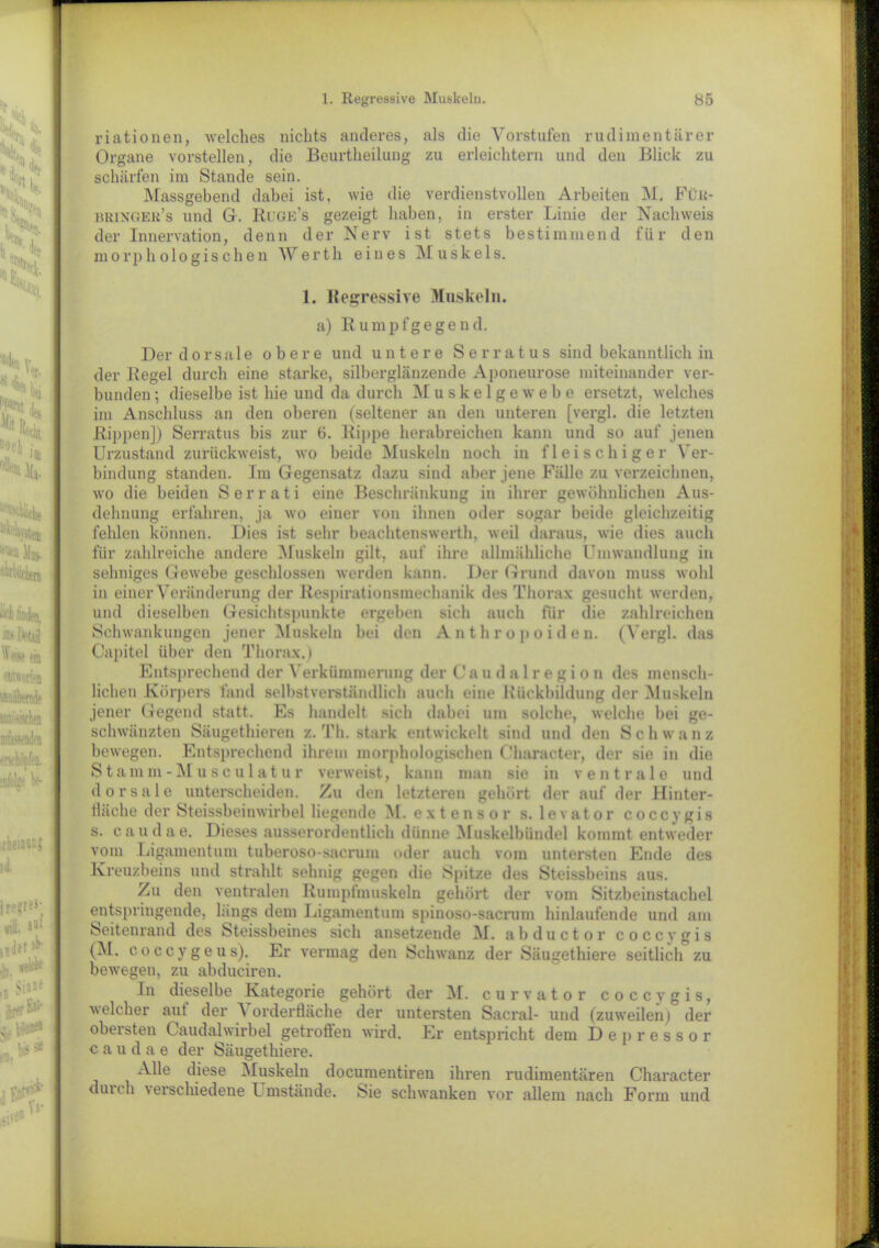 riationen, welches nichts anderes, als die Vorstufen rudimentärer Organe vorstellen, die Beurtheilung zu erleichtern und den Blick zu schärfen im Stande sein. Massgebend dabei ist, wie die verdienstvollen Arbeiten M. Fün- bringer’s und G. Ruge’s gezeigt haben, in erster Linie der Nachweis der Innervation, denn der Nerv ist stets bestimmend für den morphologischen Werth eines Muskels. 1. Regressive Muskeln. a) Rumpfgegend. Der dorsale obere und untere Serratus sind bekanntlich in der Regel durch eine starke, silberglänzende Aponeurose miteinander ver- bunden ; dieselbe ist hie und da durch Muskelgewebe ersetzt, welches im Anschluss an den oberen (seltener an den unteren [vergl. die letzten Rippen]) Serratus bis zur 6. Rippe herabreichen kann und so auf jenen Urzustand zurückweist, wo beide Muskeln noch in fleischiger Ver- bindung standen. Im Gegensatz dazu sind aber jene Fälle zu verzeichnen, wo die beiden S e r r a t i eine Beschränkung in ihrer gewöhnlichen Aus- dehnung erfahren, ja wo einer von ihnen oder sogar beide gleichzeitig fehlen können. Dies ist sehr beachtenswerth, weil daraus, wie dies auch für zahlreiche andere Muskeln gilt, auf ihre allmähliche Umwandlung in sehniges Gewebe geschlossen werden kann. Der Grund davon muss wohl in einer Veränderung der Respirationsmechanik des Thorax gesucht werden, und dieselben Gesichtspunkte ergeben sich auch für die zahlreichen Schwankungen jener Muskeln bei den Anthropoiden. (Vergl. das Capitel über den Thorax.) Entsprechend der Verkümmerung der Caudalregion des mensch- lichen Körpers fand selbstverständlich auch eine Rückbildung der Muskeln jener Gegend statt. Es handelt sich dabei um solche, welche bei ge- schwänzten Säugethieren z. Th. stark entwickelt sind und den Schwanz bewegen. Entsprechend ihrem morphologischen Character, der sie in die Stamm-Musculatur verweist, kann man sie in ventrale und dorsale unterscheiden. Zu den letzteren gehört der auf der Hinter- fläche der Steissbeinwirbel liegende M. extensor s. 1 evator coccygis s. caudae. Dieses ausserordentlich dünne Muskelbündel kommt entweder vom Ligamentum tuberoso-sacrum oder auch vom untersten Ende des Kreuzbeins und strahlt sehnig gegen die Spitze des Steissbeins aus. Zu den ventralen Rumptmuskeln gehört der vom Sitzbeinstachel entspringende, längs dem Ligamentum spinoso-sacrum hinlaufende und am Seitenrand des Steissbeines sich ansetzende M. abductor coccygis (M. coccygeus). Er vermag den Schwanz der Säugethiere seitlich zu bewegen, zu abduciren. In dieselbe Kategorie gehört der M. curvator coccygis, welcher aut der A orderfläche der untersten Sacral- und (zuweilen) der obersten Caudalwirbel getroffen wird. Er entspricht dem Depressor caudae der Säugethiere. Alle diese Muskeln documentiren ihren rudimentären Character durch verschiedene Umstände. Sie schwanken vor allem nach Form und