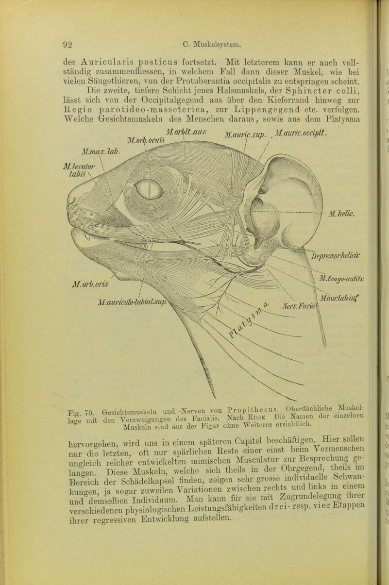 M.helic. Pier 70 Gesichtsmuskeln und -Nerven von Propit hecus. Oberflächliche age mit den Verzweigungen des Facialis. Nach Rüge. Die Namen der einzel Muskeln sind aus der Figur ohne Weiteres ersichtlich. lervorgehen, wird uns in einem späteren Capitel beschäftigen Hier sollen mr die letzten, oft nur spärlichen Reste einer einst beim \ ormensclien ingleich reicher entwickelten mimischen Musculatur zur Besprechung ge- angen. Diese Muskeln, welche sich theils in der Ohrgegend theils im Bereich der Schädelkapsel finden, zeigen sehr grosse ^dmducüe Schwaß kungen, ja sogar zuweilen Variationen zwischen rechts und links m einem and demselben Individuum. Man kann für sie mit Zugrundelegung lhiei verschiedenen physiologischen Leistungsfähigkeiten drei- resp. viel Etappe ihrer regressiven Entwicklung aufstellen. C. Muskelsystem. des Auricularis posticus fortsetzt. Mit letzterem kann er auch voll- ständig Zusammenflüssen, in welchem Fall dann dieser Muskel, wie hei vielen Säugetliieren, von der Protuberantia occipitalis zu entspringen scheint. Die zweite, tiefere Schicht jenes Halsmuskels, der Sphincter colli, lässt sich von der Occipitalgegend aus über den Kieferrand hinweg zur Regio parotideo-masseterica, zur Lippengegend etc. verfolgen. Welche Gesichtsmuskeln des Menschen daraus, sowie aus dem Platysma M.orb.oculi M. orbit.au/; ^aur[C SUp M. auric.oc.dpit. M.max. lab. M levalov labil \ M. trayo-anlHr. M.aurlab.iuf