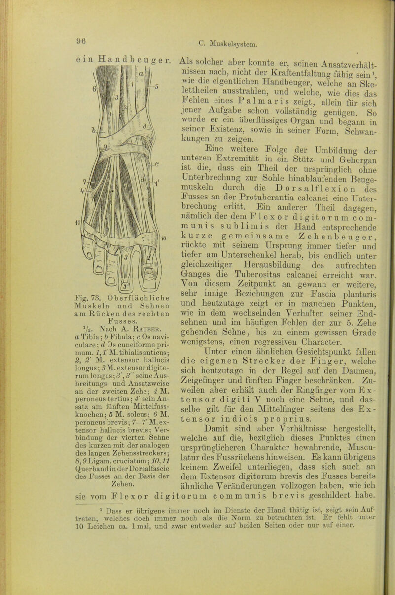 ein Handbeuge r. Als solcher aber konnte er, seinen Ansatzverhält- nissen nach, nicht der Kraftentfaltung fähig sein1 wie die eigentlichen Handbeuger, welche an Ske- lettheilen ausstrahlen, und welche, wie dies das Fehlen eines F almaris zeigt, allein für sich jener Aufgabe schon vollständig genügen. So wurde er ein überflüssiges Organ und begann in seiner Existenz, sowie in seiner Form, Schwan- kungen zu zeigen. Eine weitere Folge der Umbildung der unteien Extremität in ein Stütz- und Gehorgan ist die, dass ein Theil der ursprünglich ohne Unterbrechung zur Sohle hinablaufenden Beuge- muskeln durch die Dorsalflexion des Fusses an der Protuberantia calcanei eine Unter- brechung erlitt. Ein anderer Theil dagegen, nämlich der dem Flexor digitorum com- munis sublimis der Hand entsprechende kurze gemeinsame Zehenbeuger, rückte mit seinem Ursprung immer tiefer und tiefer am Unterschenkel herab, bis endlich unter gleichzeitiger Herausbildung des aufrechten Ganges die Tuberositas calcanei erreicht war. Von diesem Zeitpunkt an gewann er weitere, sehr innige Beziehungen zur Fascia plantaris und heutzutage zeigt er in manchen Punkten, wie in dem wechselnden Verhalten seiner End- sehnen und im häufigen Fehlen der zur 5. Zehe gehenden Sehne, bis zu einem gewissen Grade wenigstens, einen regressiven Character. Unter einen ähnlichen Gesichtspunkt fallen die eigenen Strecker der Finger, welche sich heutzutage in der Regel auf den Daumen, Zeigefinger und fünften Finger beschränken. Zu- weilen aber erhält auch der Ringfinger vom Ex- tensor digiti V noch eine Sehne, und das- selbe gilt für den Mittelfinger seitens des Ex- tenso r i n d i c i s p r o p r i u s. Damit sind aber Verhältnisse hergestellt, welche auf die, bezüglich dieses Punktes einen ursprünglicheren Charakter bewahrende, Muscu- latur des Fussriickens hinweisen. Es kann übrigens keinem Zweifel unterliegen, dass sich auch an dem Extensor digitorum brevis des Fusses bereits ähnliche Veränderungen vollzogen haben, wie ich i t o r u ni communis brevis geschildert habe. 1 Dass er übrigens immer noch im Dienste der Hand thätig ist, zeigt sein Auf- treten, welches doch immer noch als die Norm zu betrachten ist. Er fehlt unter 10 Leichen ca. 1 mal, und zwar entweder auf beiden Seiten oder nur auf einer. Eig. 73. Oberflächliche Muskeln und Sehnen am Rücken des rechten Fusses. 1/3. Nach A. Räuber. a Tibia; b Fibula; c Os navi- culare; d Os cuneiforme pri- mum. 1,1’ M. tibialis anticus; 2, 2' M. extensor hallucis longus; 3 M. extensor digito- rum longus;3', 3 seine Aus- breitungs- und Ansatzweise an der zweiten Zehe; 4 M. peroneus tertius; 4' sein An- satz am fünften Mittelfuss- knochen; 5 M. soleus; 6 M. peroneus brevis; 7—7' M. ex- tensor hallucis brevis; Ver- bindung der vierten Sehne des kurzen mit der analogen des langen Zehensstreckers; 8,9 Ligam. cruciatum; 10,11 Querband in der Dorsalfascie des Fusses an der Basis der Zehen. sie vom Flexor dig