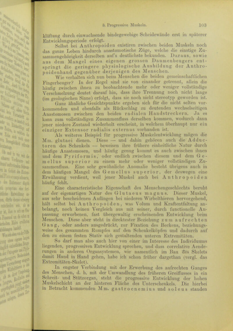 1 (iroprtis eine fort- lUli'ü!' Entficklon» an- ding n «n, sb es iji ji sk'b am klüftung durch einwachsende bindegewebige Scheidewände erst in späterer Entwicklungsperiode erfolgt. Selbst bei Anthropoiden existiren zwischen beiden Muskeln noch das ganze Leben hindurch anastomotische Züge, welche die einstige Zu- sammengehörigkeit derselben aufs deutlichste bekunden. Daraus, sowie aus dem Mangel eines eigenen grossen Daumenbeugers ent- springt die geringere physiologische Ausbildung der Anthro- poid e n h a n d gegenüber derjenigen des Menschen. Wie verhalten sich nun beim Menschen die beiden gemeinschaftlichen Fingerbeuger? In der Regel sind sie von einander getrennt, allein die häufig zwischen ihnen zu beobachtende mehr oder weniger vollständige Verschmelzung deutet darauf hin, dass ihre Trennung noch nicht lange (im geologischen Sinne) erfolgt, dass sie noch nicht stereotyp geworden ist. Ganz ähnliche Gesichtspunkte ergeben sich für die nicht selten vor- kommenden und ebenfalls als Rückschlag zu deutenden wechselseitigen Anastomosen zwischen den beiden radialen Handstreckern. Ja es kann zum vollständigen Zusammenfluss derselben kommen, wodurch dann jener niedere Zustand wiederholt erscheint, in welchem überhaupt nur ein einziger Extensor radialis externus vorhanden ist. Als weiteres Beispiel für progressive Muskelentwicklung mögen die Mm. glutaei dienen. Diese — und dahin gehören auch die Adduc- toren des Schenkels — beweisen ihre frühere einheitliche Natur durch häufige Anastomosen, und häufig genug kommt es auch zwischen ihnen und dem Pyriformis,' oder endlich zwischen diesem und dem Ge- m eil us superior zu einem mehr oder weniger vollständigen Zu- sammenfluss. Eine sehr gewöhnliche Anomalie besteht übrigens auch in dem häufigen Mangel des Gera eil us superior, der deswegen eine Erwähnung verdient, weil jener Muskel auch bei A nthropoide n häufig fehlt. Eine characteristische Eigenschaft des Menschengeschlechts beruht auf der eigenartigen Natur des Glut a e u s magnus. Dieser Muskel, aus sehr bescheidenen Anfängen bei niederen Wirbelthieren hervorgehend, hält selbst bei Anthropoiden, was Volum und Kraftentfaltung an- belangt, noch keinen Vergleich aus mit seiner, durch functioneile An- passung erworbenen, fast übergewaltig erscheinenden Entwicklung beim Menschen. Diese aber steht in direktester Beziehung zum aufrechten Gang, oder anders ausgedrückt, zur Fixation des Beckens, beziehungs- weise des gesummten Rumpfes auf den Schenkelköpfen und dadurch auf den zu einem festen Stativ sich gestaltenden unteren Extremitäten. So darf man also auch hier von einer im Interesse des Individuums liegenden, progressiven Entwicklung sprechen, und dass corrclative Aende- rungen in anderen Organsystemen, wie namentlich im Bau des Skelets damit Hand in Hand gehen, habe ich schon früher dargethan (vergl. das Extremitäten-Skelet). In engster Verbindung mit der Erwerbung des aufrechten Ganges des Menschen, d. h. mit der Umwandlung des früheren Greiflusses in ein Schreit- und Stützorgan, steht die progressive Entwicklung der hohen Muskelschicht an der hinteren Fläche des Unterschenkels. Die hierbei in Betracht kommenden Mm. gastrocnemius und soleus standen