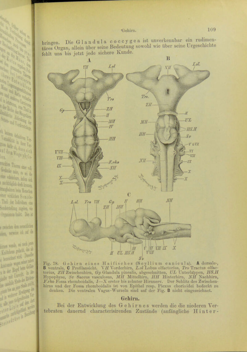 c * s I Pta A • *00 Sisvi • ln» bringen. Die G1 a n d u 1 a coccygeaist unverkennbar ein rudimen- täres Organ, allein über seine Bedeutung sowohl wie über seine Urgeschichte fehlt uns bis jetzt jede sichere Kunde. A N5?* ”■ <w 4:-* s N •in iete Vflir,. I 'S5 MV, '^rstrai, l:ir adem sich 1 ,1,! «loch kreuzen, tfongbah v .. \ Semid». 1 ■ vier InMaeii eine V| .\\k zageben. nie : Niii bsiuk-t. Dies ist t m\m d® «nscUicb oiwu, »wwm ich auf ;::r.S ***• *’• rA'!! ^ . ;i B ln -Va-1 «t L.ol •/•a Yff Cp zh | m i |C1 ) m U ULJIS.ll r 17 YMIX VYU ■ i ^ ad» *Yl i ^ ; * *#i dort Fig. 7S. Gehirn eines Haifisches (Seyllium canicnla). A dorsale-, B ventrale, C Profilansicht. Y11 Yorderhirn, L.ol Lobus olfactorius, Tro Tractus olfac- torius, Zll Zwischenhirn, Gp Glandula pinealis, abgeschnitten, UL Unterlrfppen, HS.H Hypophyse, Sv Saccus vasculosus, Mll Mittelhirn. IIII Hinterhirn, NH Nachhirn, F.rho Fossa rhomboidalis, I—X erster bis zehnter Hirnnerv. Der Schlitz des Zwisohen- hirus und der Fossa rhomboidalis ist von Epithel resp. Plexus chorioidei bedeckt zu denken. Die ventralen Vagus-Wurzeln sind auf der Fig. B nicht eingezeichnet. Gehirn. Bei der Entwicklung des Gehirnes werden die die niederen Ver- tebraten dauernd cliaracterisirenden Zustände (anfängliche Hinter-