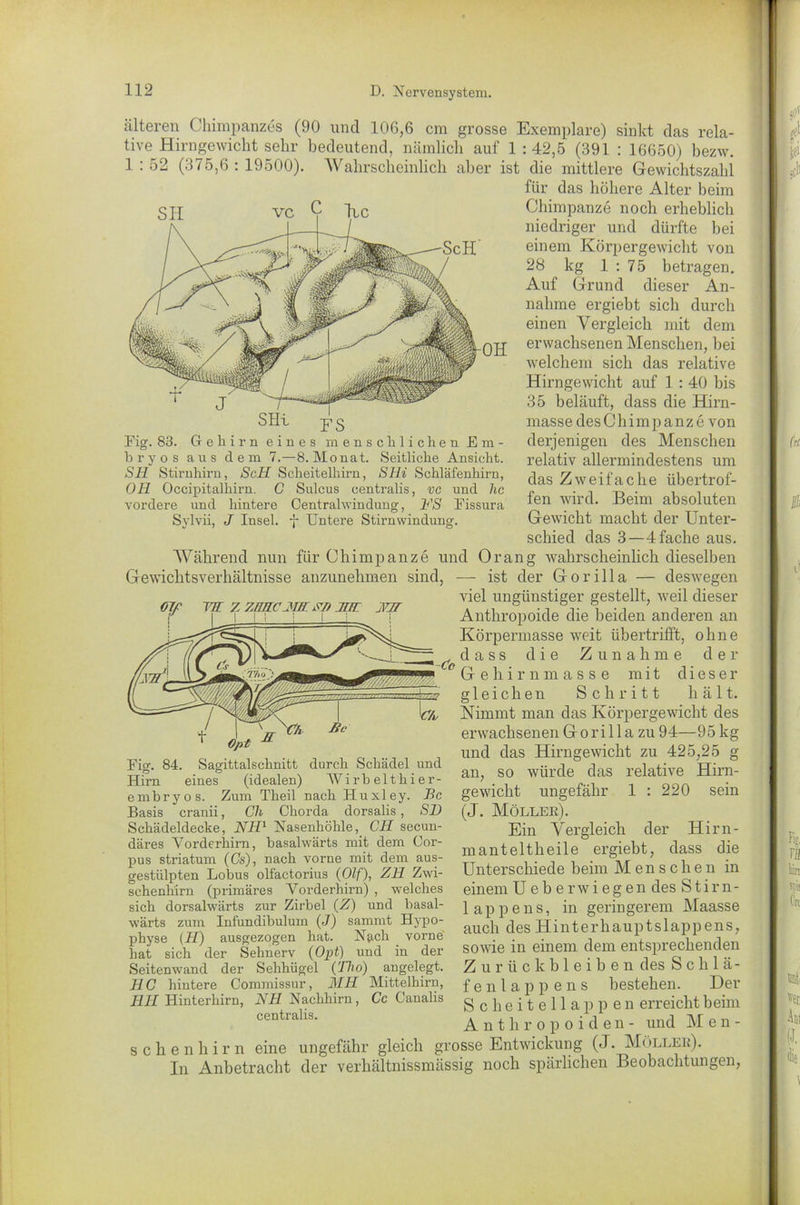 älteren Chimpanzes (90 und 106,6 cm grosse Exemplare) sinkt das rela- tive Hirngewicht sehr bedeutend, nämlich auf 1 : 42,5 (391 : 16650) bezw. 1 : 52 (375,6 : 19500). Wahrscheinlich aber ist die mittlere Gewichtszahl für das höhere Alter beim Chimpanze noch erheblich niedriger und dürfte hei einem Körpergewicht von 28 kg 1 : 75 betragen. Auf Grund dieser An- nahme ergiebt sich durch einen Vergleich mit dem erwachsenen Menschen, bei welchem sich das relative Hirngewicht auf 1 : 40 bis 35 beläuft, dass die Hirn- masse des Chimpanze von derjenigen des Menschen relativ allermindestens um das Zweifache übertrof- fen wird. Beim absoluten Gewicht macht der Unter- schied das 3—4 fache aus. Während nun für Chimpanze und Orang wahrscheinlich dieselben — ist der Gorilla — deswegen -OH Fig. 83. Gehirn eines menschlichen Em- bryos aus dem 7.—8. Monat. Seitliche Ansicht. SH Stirnhirn, Seil Scheitelhirn, SHi Schläfenhirn, OH Occipitalhirn. G Sulcus centralis, vc und hc vordere und hintere Centralwindung, FS Fissura Sylvii, J Insel, f Untere Stirn windung. Gewichtsverhältnisse anzunehmen sind, Olf W Z ZUKCHIK SB HK JUT C7> Be 1 Opt Fig. 84. Sagittalschnitt durch Schädel und Hirn eines (idealen) 'Wirbelthier- embryos. Zum Theil nach Huxley. Bc Basis cranii, Ch Chorda dorsalis, SD Schädeldecke, NH1 Nasenhöhle, CH secun- däres Vorderhirn, basalwärts mit dem Cor- pus Striatum (Cs), nach vorne mit dem aus- gestiilpten Lobus olfactorius (Olf), ZH Zwi- schenhirn (primäres Vorderhirn) , welches sich dorsalwärts zur Zirbel (Z) und basal- wärts zum Infundibuluin (J) sammt Hypo- physe (H) ausgezogen hat. Nach vorne hat sich der Sehnerv (Opt) und in der Seitenwand der Sehhügel (Tho) angelegt. H C hintere Commissur, MH Mittelhirn, HH Hinterhirn, NH Nachhirn, Cc Canalis centralis. viel ungünstiger gestellt, weil dieser Anthropoide die beiden anderen an Körpermasse weit übertrifft, ohne dass die Zunahme der Gehirnmasse mit dieser gleichen Schritt hält. Nimmt man das Körpergewicht des erwachsenen G o r i 11 a zu 94—95 kg und das Hirngewicht zu 425,25 g an, so würde das relative Hirn- gewicht ungefähr 1 : 220 sein (J. Möller). Ein Vergleich der Hirn- manteltheile ergiebt, dass die Unterschiede beim Menschen in einem Ueber wiegen des Stirn- lappens, in geringerem Maasse auch des Hinterhauptslappens, sowie in einem dem entsprechenden Zurückbleiben des Schlä- fenlappens bestehen. Der Scheitellappen erreicht beim Anthropoiden- und M e n - sehen hirn eine ungefähr gleich grosse Entwickung (J. Möller). In Anbetracht der verliältnissmässig noch spärlichen Beobachtungen,
