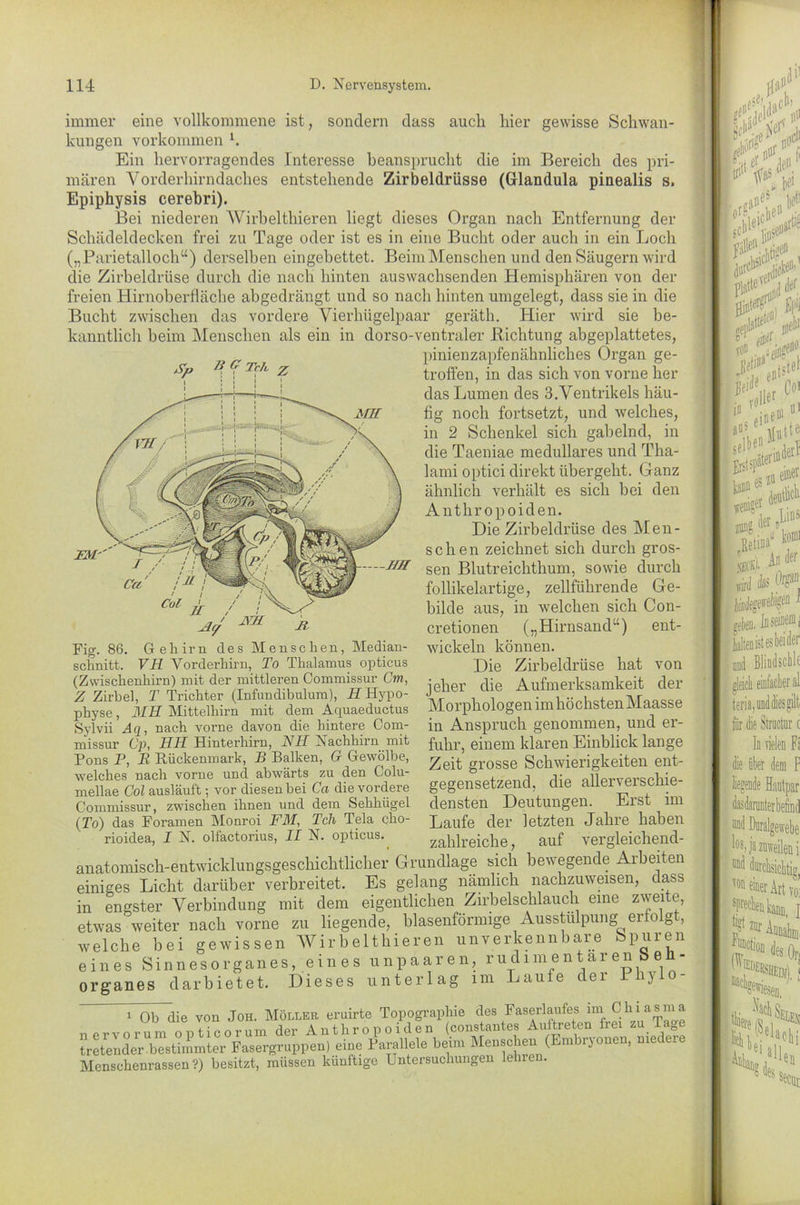 immer eine vollkommene ist, sondern dass auch hier gewisse Schwan- kungen Vorkommen h Ein hervorragendes Interesse beansprucht die im Bereich des pri- mären Vorderhirndaches entstehende Zirbeldrüsse (Glandula pinealis s, Epiphysis cerebri). Bei niederen Wirbelthieren liegt dieses Organ nach Entfernung der Schädeldecken frei zu Tage oder ist es in eine Bucht oder auch in ein Loch („Parietalloch“) derselben eingebettet. Beim Menschen und den Säugern wird clie Zirbeldrüse durch die nach hinten auswachsenden Hemisphären von der freien Hirnoberfläche abgedrängt und so nach hinten umgelegt, dass sie in die Bucht zwischen das vordere Vierhügelpaar geräth. Hier wird sie be- kanntlich beim Menschen als ein in dorso-ventraler Lichtung abgeplattetes, c pinienzapfenähnliches Organ ge- /SP i i T'7‘ z troffen, in das sich von vorne her das Lumen des 3.Ventrikels häu- fig noch fortsetzt, und welches, in 2 Schenkel sich gabelnd, in die Taeniae medulläres und Tha- lami optici direkt übergeht. Ganz ähnlich verhält es sich bei den Anthropoiden. Die Zirbeldrüse des Men- schen zeichnet sich durch gros- sen Blutreichthum, sowie durch follikelartige, zellführende Ge- bilde aus, in welchen sich Con- cretionen („Hirnsand“) ent- wickeln können. Die Zirbeldrüse hat von jeher die Aufmerksamkeit der Morphologen im höchsten Maasse in Anspruch genommen, und er- fuhr, einem klaren Einblick lange Zeit grosse Schwierigkeiten ent- gegensetzend, die allerverschie- densten Deutungen. Erst im Laufe der letzten Jahre haben zahlreiche, auf vergleichend- em/ —JIH Fig i II AI 86. Gehirn des Menschen, Median- schnitt. VH Yorderhirn, To Thalamus opticus (Zwischenhirn) mit der mittleren Commissur Cm, Z Zirbel, T Trichter (Infundibulum), H Hypo- physe , MH Mittelhirn mit dem Aquaeductus Sylvii Aq, nach vorne davon die hintere Com- missur Cp, HH Hinterhirn, NH Nachhirn mit Pons P, E Rückenmark, B Balken, Gr Gewölbe, welches nach vorne und abwärts zu den Colu- mellae Col ausläuft; vor diesen bei Ca die vordere Commissur, zwischen ihnen und dem Sehhügel (To) das Foramen Monroi FM, Tch Tela clio- rioidea, I N. olfactorius, II N. opticus. anatomisch-entwicklungsgeschichtlicher Grundlage sich bewegende Arbeiten einiges Licht darüber verbreitet. Es gelang nämlich nachzuweisen, dass in engster Verbindung mit dem eigentlichen Zirbelschlauch eme zweite, etwas weiter nach vorne zu liegende, blasenförmige Ausstülpung erfolgt, welche bei gewissen Wirbelthieren unverkennbare Spuren eines Sinnesorganes, ein es unpaaren, rudimentären be - Organes darbietet. Dieses unterlag im Laufe der Ihylo- 1 Ob die von Joh. Möller eruirte Topographie des Faserlaufes im^^Chiasma nmorumopticorum der Anthropoiden (constantes Aultreten frei zu Tage tretender bestimmter Fasergruppen) eine Parallele beim Menschen (Embrjonen, medeie Menschenrassen?) besitzt, müssen künftige Untersuchungen leine .