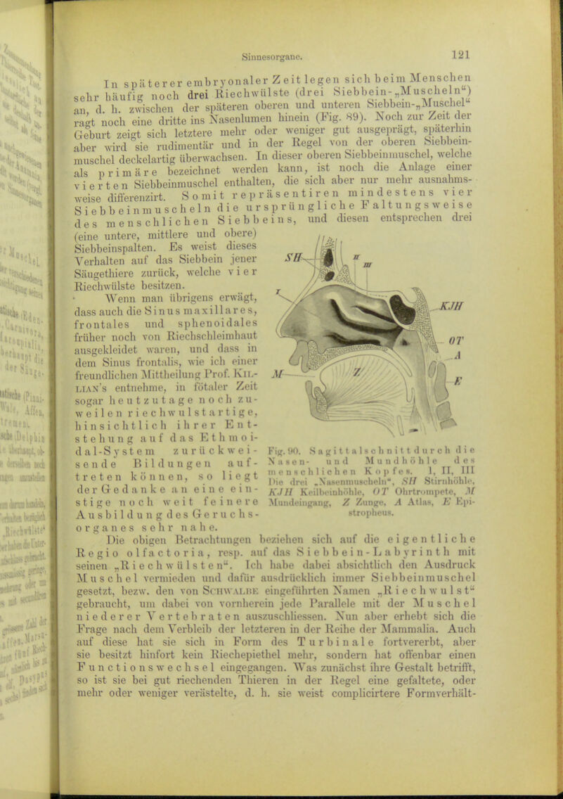 späterer embryonaler Z eit legen sich beim Menschen fig noch drei Riechwülste (drei Siebhein-„Muscheln“) und unteren Siebbein-„Muschel Ins sehr häufig an, d. h. zwischen der späteren oberen^^HIH ragt noch eine dritte ins Nasenlumen hinein (Fig. 89). Noch zur Zeit der Geburt zeigt sich letztere mehr oder weniger gut ausgeprägt, späterhin aber wird sie rudimentär und in der Regel von der oberen Siebbein- muschel deckelartig überwachsen. In dieser oberen Siebbeinmuschel, welche als primäre bezeichnet werden kann, ist noch die Anlage einer vierten Siebbeinmuschel enthalten, die sich aber nur mehr ausnahms- weise difterenzirt. Somit repräsentiren mindestens vier Siebbeinmuscheln die ursprüngliche Faltung s weise des menschlichen Siebbeins, und diesen entsprechen drei (eine untere, mittlere und obere) Siebbeinspalten. Es weist dieses Verhalten auf das Siebbein jener Säugethiere zurück, welche vier Riechwülste besitzen. • Wenn man übrigens erwägt, dass auch die Sinusmaxillares, frontales und sphenoidales früher noch von Riechschleimhaut ausgekleidet waren, und dass in dem Sinus frontalis, wie ich einer freundlichen Mittheilung Prof. Kil- lian’s entnehme, in fötaler Zeit sogar heutzutage noch zu- weilen riechwulstartige, hinsichtlich ihrer Ent- stehung auf das E t h m o i- d a 1 - S y s t e m zurückwei- sende Bildungen auf- tret e n können, so liegt der Gedanke an eine ein- stige noch weit feinere A u s b i 1 d u n g d e s Geruchs- organes sehr nah e. Die obigen Betrachtungen beziehen sich auf die eigentliche Regio olfactoria, resp. auf das Siebbein-Labyrinth mit seinen „R i e ch w ü l s t e nu. Ich habe dabei absichtlich den Ausdruck Muschel vermieden und dafür ausdrücklich immer Siebbeinmuschel gesetzt, bezw. den von Schwalue eingeführten Namen „R i e c h w u 1 s t“ gebraucht, um dabei von vornherein jede Parallele mit der Muschel niederer Vertebraten auszuschliessen. Nun aber erhebt sich die Frage nach dem Verbleib der letzteren in der Reihe der Mammalia. Auch auf diese hat sie sich in Form des Turbinale fortvererbt, aber sie besitzt hinfort kein Riechepiethel mein-, sondern hat offenbar einen Functions Wechsel eingegangen. Was zunächst ihre Gestalt betrifft, so ist sie bei gut riechenden Thieren in der Regel eine gefaltete, oder mehr oder weniger verästelte, d. h. sie weist complicirtere Formverhält- Fig. 90. N ascn- Sagittalschnittdurch die u iid Mundhöhle des menschlichen Kopfes. 1, II, III l>ie drei „Nasenmaschein“, SH Stirnhöhle, K-lII Keilbeinhöhle, (>T Ohrtrompete, M Mtindeingung, Z Zunge, A Atlas, J'J Epi- stropheus.