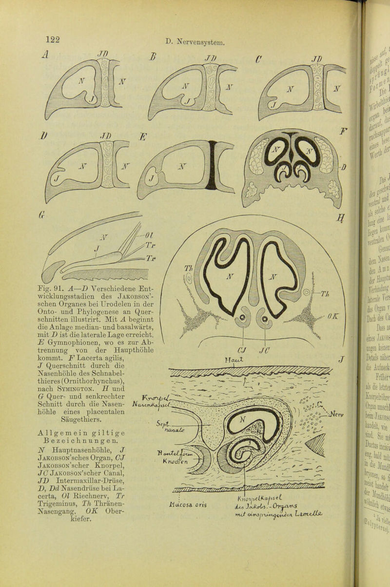 A JT) D. Nervensystem. B ji> r pie WS If E nid153!' eine5, tfei'1'1 0 P\ .«scN ! v# H Eig. 91. A—D Verschiedene Ent- wicklungsstadien des Jakobson’- schen Organes bei Urodelen in der Onto- und Phylogenese an Quer- schnitten illustrirt. Mit A beginnt die Anlage median- und basalwärts, mit D ist die laterale Lage erreicht. E Gymnopliionen, wo es zur Ab- trennung von der Haupthöhle kommt. F Lacerta agilis, J Querschnitt durch die Nasenhöhle des Schnabel- thieres (Ornithorhynchus), nach Symington. II und G Quer- und senkrechter Schnitt durch die Nasen- höhle eines placentalen Säugethiers. ventralen U Genar dem ^asel den ^ der Haupt1 , Jjteßle 1® Bad des Cs JC J Allgemein giltige Bezeichnungen. N Hauptnasenhöhle, J jAKOBSON’sches Organ, CJ jAKOBSON’scher Knorpel, JC jAKOBSON’scher Canal, JE Intermaxillar-Drüse, 1), Dd Nasendrüse bei La- certa, Ol Riechnerv, Tr Trigeminus, Tli Thränen- Nasengang, OK Ober- kiefer. ' « , c b ‘CTai,, Huicosa ans JLkcU. - Or^vrvs mtl L Am cd/jL eines Jakobs nngen keinen Details näher die Anfmerk; Früher1 . als die letztei I Knorpelröhre: | Organ umschl ® Jakobs< Mdelt, arie I ®d. Sie mi Hoctusiiicisi, eD?- Haid mir ^ so ü SH» 1 Hoiu m pt*.. <5
