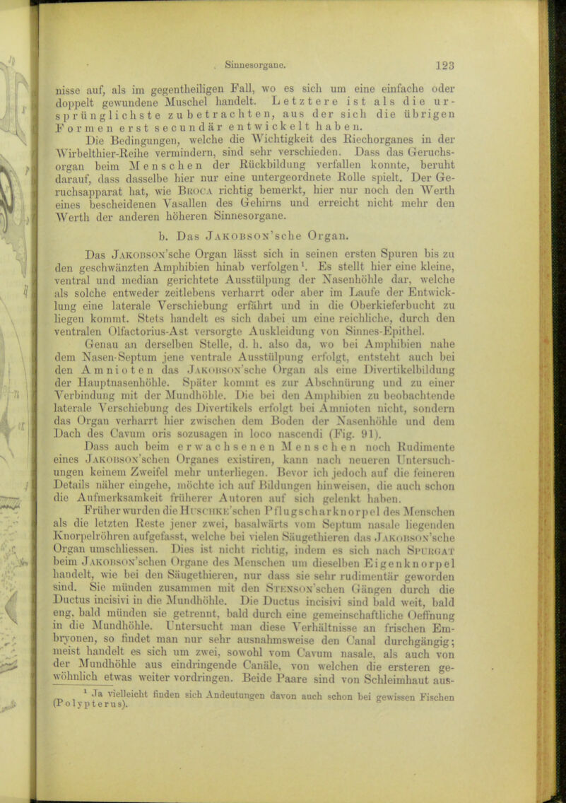 wisse auf, als im gegenteiligen Fall, wo es sich um eine einfache oder doppelt gewundene Muschel handelt. Letztere ist als die ur- sprünglichste zubetrachten, aus der sich die übrigen Formen erst secundär entwickelt haben. Die Bedingungen, welche die Wichtigkeit des Kiechorganes in der Wirbelthier-Reihe vermindern, sind sehr verschieden. Dass das Geruchs- organ beim Menschen der Rückbildung verfallen konnte, beruht darauf, dass dasselbe hier nur eine untergeordnete Rolle spielt. Der Ge- ruchsapparat hat, wie Broca richtig bemerkt, hier nur noch den Werth eines bescheidenen Vasallen des Gehirns und erreicht nicht mehr den Werth der anderen höheren Sinnesorgane. b. Das jAKOBSON’sche Organ. Das JAKOBs0N’sche Organ lässt sich in seinen ersten Spuren bis zu den geschwänzten Amphibien hinab verfolgen h Es stellt hier eine kleine, ventral und median gerichtete Ausstülpung der Nasenhöhle dar, welche als solche entweder zeitlebens verharrt oder aber im Laufe der Entwick- lung eine laterale Verschiebung erfährt und in die Oberkieferbucht zu liegen kommt. Stets handelt es sich dabei um eine reichliche, durch den ventralen Olfactorius-Ast versorgte Auskleidung von Sinnes-Epithel. Genau an derselben Stelle, d. h. also da, wo bei Amphibien nahe dem Nasen-Septum jene ventrale Ausstülpung erfolgt, entsteht auch bei den Amnioten das Jakobs*»x’sche Organ als eine Divertikelbildung der Hauptnasenhöhle. Später kommt es zur Abschnürung und zu einer Verbindung mit der Mundhöhle. Die hei den Amphibien zu beobachtende laterale Verschiebung des Divertikels erfolgt bei Amnioten nicht, sondern das Organ verharrt hier zwischen dem Boden der Nasenhöhle und dem Dach des Cavum oris sozusagen in loco nascendi (Fig. ül). Dass auch beim erwachsenen Menschen noch Rudimente eines JAKOnsox’schen Organes existiren, kann nach neueren Untersuch- ungen keinem Zweifel mehr unterliegen. Bevor ich jedoch auf die feineren Details näher eingehe, möchte ich auf Bildungen hinweisen, die auch schon die Aufmerksamkeit früherer Autoren auf sicli gelenkt haben. Früher wurden die H iscmik ifschen P fl u gs ch a r k n o r p e 1 des M enschen als die letzten Reste jener zwei, basalwärts vom Septum nasale liegenden Knorpelröhren aufgefasst, welche bei vielen Säugethieren das Jakobs* >N’sche Organ umschliessen. Dies ist nicht richtig, indem es sich nach Simrgat beim JAKonsox’schen Organe des Menschen um dieselben Eigenknorpel handelt, wie bei den Säugethieren, nur dass sie sehr rudimentär geworden sind. Sie münden zusammen mit den SrKXsox'schen Gängen durch die Ductus incisivi in die Mundhöhle. Die Ductus incisivi sind bald weit, bald eng, bald münden sie getrennt, bald durch eine gemeinschaftliche Oeffnung in die Mundhöhle. Untersucht man diese Verhältnisse an frischen Em- bryonen, so bildet man nur sehr ausnahmsweise den Canal durchgängig; meist handelt es sich um zwei, sowohl vom Cavum nasale, als auch von der Mundhöhle aus eindringende Canäle, von welchen die ersteren ge- wöhnlich etwas weiter Vordringen. Beide Paare sind von Schleimhaut aus- 1 Ja vielleicht finden sich Andeutungen davon auch schon bei gewissen Fischen (P o 1 y p t e r u s).
