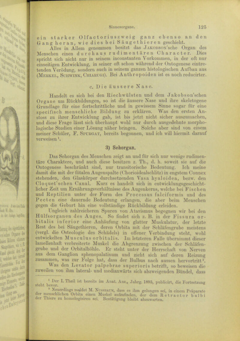 tl e n - 3«. C ein starker Olfactoriuszweig ganz ebenso an Gang heran, wie dies bei Säugethieren geschieht. Alles in Allem genommen besitzt das JAKOnsox’sche Organ des Menschen einen durchaus rudimentären Character. Dies spricht sich nicht nur in seinem inconstanten Vorkommen, in der oft nur einseitigen Entwicklung, in seiner oft schon während der Ontogenese eintre- tenden Verödung, sondern auch in seinem ganzen histologischen Aufbau aus (Merkel, Schwink, Chiaeugi). Bei Anthropoiden ist es noch reducirter. c. Die äussere Nase. cjnwä Handelt es sich bei den Riechwülsten und dem Jakobson’schen Organe um Rückbildungen, so ist die äussere Nase und ihre skeletogene Grundlage für eine fortschrittliche und in gewissem Sinne sogar für eine specifisch menschliche Bildung zu erklären. Was den ersten An- stoss zu ihrer Entwicklung gab, ist bis jetzt nicht sicher auszumachen, und diese Frage lässt sich überhaupt wohl nur durch ausgedehnte morpho- logische Studien einer Lösung näher bringen. Solche aber sind von einem meiner Schüler, E. Spurgat, bereits begonnen, und ich will hiermit darauf verweisen l. 3) Sehorgan. Das Sehorgan des Menschen zeigt an und für sich nur wenige rudimen- täre Charaktere, und auch diese besitzen z. Th., d. h. soweit sie auf die Ontogenese beschränkt sind, nur transitorische Bedeutung. Ich meine damit die mit der fötalen Augenspalte (Chorioidealschlitz) in engstem (’onnex stehenden, den Glaskörper durchsetzenden Vasa hyaloidea, bezw. den Cloquet’schen Canal. Kurz es handelt sich in entwicklungsgeschicht- licher Zeit um Ernährungsverhältnisse des Augenkerns, welche bei Fischen und Reptilien unter der Form des Processus falciformis und des Pecten eine dauernde Bedeutung erlangen, die aber beim Menschen gegen die Geburt hin eine vollständige Rückbildung erleiden. Ungleich zahlreicheren Spuren von Atavismus begegnen wir bei den Hiilfsorganen des Auges. So findet sich z. B. in der Fissura or- bital is inferior eine Anhäufung von glatter Muskulatur, der letzte Rest des bei Säugethieren, deren < )rbita mit der Schläfengrube meistens (vergl. die Osteologie des Schädels) in olVener Verbindung steht, wohl entwickelten Musculus orbitalis. Im letzteren Falle übernimmt dieser lamelienhaft verbreiterte Muskel die Abgrenzung zwischen der Schläfen- grube und der Orbitalhöhle. Er steht unter der Herrschaft von Nerven aus dem Ganglion sphenopalatinum und zieht sich auf deren Reizung zusammen, was zur Folge hat, dass der Bulbus nach aussen hervortritt2. Vas den Levator palpebrae superioris betrifft, so beweisen die zuweilen von ihm lateral- und medianwärts sich abzweigenden Bündel, dass 1 Der I. Theil ist bereits im Anat. Anz., Jahrg. 1893, publieirt, die Fortsetzung steht bevor. Neuerdings meldet M. Xcssbacm, dass es ihm gelungen sei, in einem Präparate der menschliehen Orbita einen Muskel aulzufinden, der dem Retractor bulbi der 1 liiere zu homologisireu sei. Bestätigung bleibt abzuwarten.