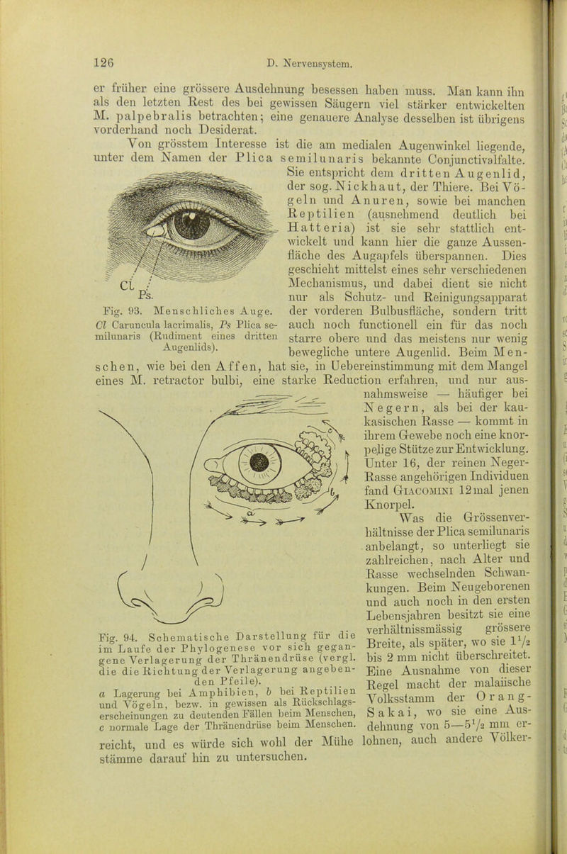 Fig. 98. Menschliches Auge. CI Caruneula lacrimalis, Ps Plica se- (Rudiment eines Augenlids). milunaris dritten er früher eine grössere Ausdehnung besessen haben muss. Man kann ihn als den letzten Rest des bei gewissen Säugern viel stärker entwickelten M. palpebralis betrachten; eine genauere Analyse desselben ist übrigens vorderhand noch Desiderat. V on grösstem Interesse ist die am medialen Augenwinkel liegende, unter dem Namen der Plica semilunaris bekannte Conjunctivalfalte. Sie entspricht dem dritten Augenlid, der sog. Nickhaut, der Thiere. Bei Vö- geln und Anuren, sowie bei manchen Reptilien (ausnehmend deutlich bei Hatteria) ist sie sehr stattlich ent- wickelt und kann hier die ganze Aussen- fläche des Augapfels überspannen. Dies geschieht mittelst eines sehr verschiedenen Mechanismus, und dabei dient sie nicht nur als Schutz- und Reinigungsapparat der vorderen Bulbusfläche, sondern tritt auch noch functionell ein für das noch starre obere und das meistens nur wenig bewegliche untere Augenlid. Beim Men- schen, wie bei den Affen, hat sie, in Uebereinstimmung mit dem Mangel eines M. retractor bulbi, eine starke Reduction erfahren, und nur aus- nahmsweise — häufiger bei Negern, als bei der kau- kasischen Rasse — kommt in ihrem Gewebe noch eine knor- pelige Stütze zur Entwicklung. Unter 16, der reinen Neger- Rasse angeliörigen Individuen fand G-iacomini 12mal jenen Knorpel. Was die Grössenver- hältnisse der Plica semilunaris anbelangt, so unterliegt sie zahlreichen, nach Alter und Rasse wechselnden Schwan- kungen. Beim Neugeborenen und auch noch in den ersten Lebensjahren besitzt sie eine verhältnissmässig grössere Breite, als später, wo sie l1/« bis 2 mm nicht überschreitet. Eine Ausnahme von dieser Regel macht der malaiische V olksstamm der Orang- S a k a i, wo sie eine Aus- dehnung von 5—SVa min er- lohnen, auch andere V ölker- Fig. 94. Schematische Darstellung für clie im Laufe der Phylogenese vor sich gegan- gene Verlagerung der Thränendrüse (vergl. die die Richtung der Verlagerung angeben- den Pfeile). a Lagerung bei Amphibien, b bei Reptilien und Vögeln, bezw. in gewissen als Rückschlags- erscheinungen zu deutenden Fällen beim Menschen, c normale Lage der Thränendrüse beim Menschen. reicht, und es würde sich wohl der Mühe Stämme darauf hin zu untersuchen.