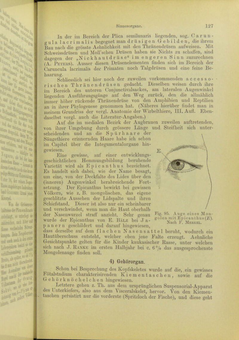 $A Sl s «1.3 'is.l ,*NN .,, V» !%!S'N uif, l !!<% ,U teb.7 % <o Ow Nt 7 kj I , *WW h 7-^:,:t5«« > Am „ -'«i Dd V 5 »oiie asis- fr,i* SuTi !11 Hasse -' fr bei v :'';^urliitwickiang. ^ r-.ueu Xeger* Hi.m 12mal jenen j.i 4» Grissnw- •.ierHü'Svmibans ' i unterhfgt sie • i, iii ii Alter und »tvlsöAfl Sebw in teerst® laibesittt»® «w (*J i** veil i'1 ?*** : * ^ j|v ffflf ■' Sinnesorgane. 127 In der im Bereich der Plica semilunaris liegenden, sog. Carun- g u 1 a lacrimalis begegnet man drüsigen Gebilden, die ihrem Bau nach die grösste Aehnlicbkeit mit den Thränendrüsen aufweisen. Mit Schweissdrüsen und Moll’scben Drüsen haben sie Nichts zu schaffen, sind dagegen der „Nickhautdrüse“ im engeren Sin n zuzurechnen (A° Peters). Ausser diesen Drüsenelementen finden sich im Bereich der Caruncula lacrimalis der Primaten noch Talgdrüsen und eine feine Be- haarung. Schliesslich sei hier noch der zuweilen vorkommenden a c c e s s o - • rischen T h ränendrüse n gedacht. Dieselben weisen durch ihre im Bereich des unteren Conjunctivalsackes, am lateralen Augenwinkel liegenden Ausführungsgänge auf den Weg zurück, den die allmählich immer höher rückende Thränendrüse von den Amphibien und Reptilien an in ihrer Phylogenese genommen hat. (Näheres hierüber findet man in meinem Grundriss der vergl. Anatomie der Wirbeltliiere, III. Aufl. Eben- daselbst vergl. auch die Literatur-Angaben.) Auf die im medialen Bezirk der Augbrauen zuweilen auftretenden, von ihrer Umgebung durch grössere Länge und Steifheit sich unter- scheidenden und an die S p ü rliaare der Säugethiere erinnernden Haare habe ich schon im Capitel über die Integumentalorgane hin- gewiesen. Eine gewisse, auf einer entwicklungs- geschichtlichen Hemmungsbildung beruhende Varietät wird als E p i c a n t h u s bezeichnet. Es handelt sich dabei, wie der Name besagt, um eine, von der Deckfalte des Lides über den (inneren) Augenwinkel herabreichende Fort- setzung. Der Epicanthus bewirkt bei gewissen Völkern, wie z. B. mongolischen, das eigene geschlitzte Aussehen der Lidspalte und ihren Schiefstand. Dieser ist also nur ein scheinbarer und verschwindet, wenn man die Haut oberhalb der Nasenwurzel straff anzieht. Sehr genau wurde der Epicanthus von E. Balz bei .T a- p a n e r n geschildert und darauf hingewiesen, dass derselbe auf dem flachen Nasensattel beruht, wodurch Hautüberschuss entsteht, welcher eben jene Falte erzeugt. Aehnliche Gesichtspunkte gelten für die Kinder kaukasischer Rasse, unter welchen sich nach J. Ranke im ersten Halbjahr bei c. 6 o das ausgesprochenste Mongolenauge finden soll. Fig. 95. Auge einc9 Mon- golen mit Epicunthus (E). Nach F. AIekk el. ein 4) Gehörorgan. Schon bei Besprechung des Kopfskeletes wurde auf die, ein gewisses Fötalstadium charakterisirenden Kiementaschen, sowie auf die Gehörknöchelchen hingewiesen. Letztere gehen z. Th. aus dem ursprünglichen Suspensorial-Apparat des l nterkielers, also aus dem A isceralskelet, hervor. Von den Kiemen- taschen pelsistirt nur die vorderste (Spritzloch der Fische), und diese geht