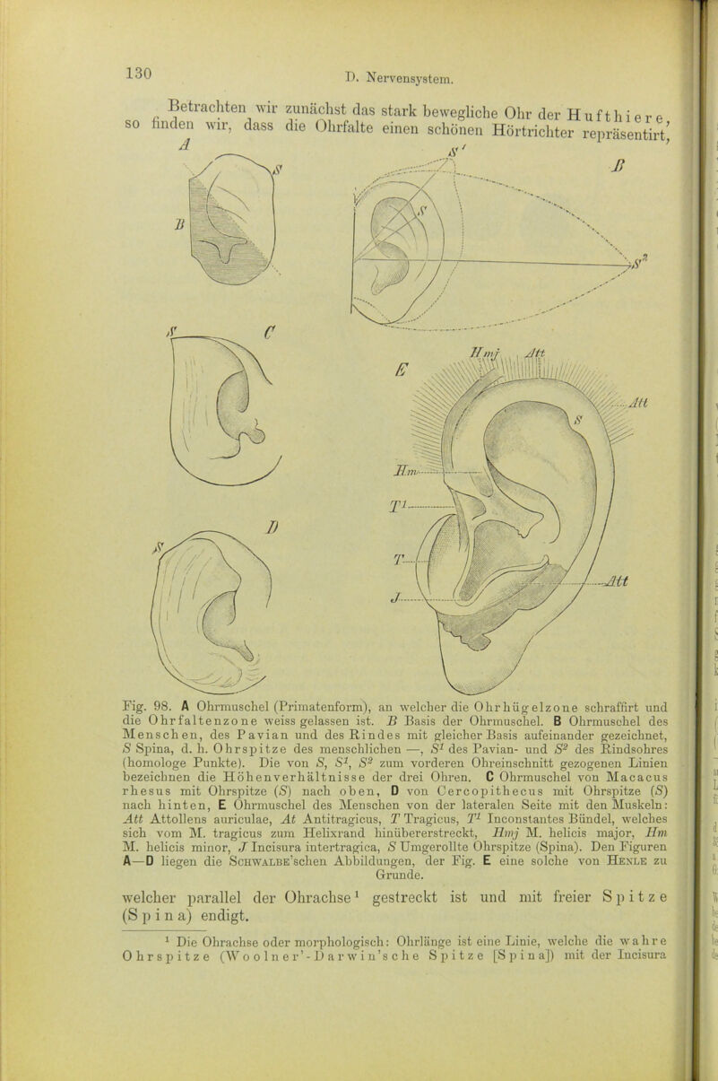 SO Betrachten wir zunächst das stark bewegliche Ohr der Hufthier e hnden wir, dass die Ohrfalte einen schönen Hörtrichter repräsentirt’ Fig. 98. A Ohrmuschel (Primatenform), an welcher die Ohrhügelzone schraffirt und die Ohrfaltenzone weiss gelassen ist. JB Basis der Ohrmuschel. B Ohrmuschel des Menschen, des Pavian und des Rindes mit gleicher Basis aufeinander gezeichnet, S Spina, d. li. Ohr spitze des menschlichen —, S1 des Pavian- und S2 des Rindsohres (homologe Punkte). Die von 8, S1, S3 zum vorderen Ohreinschnitt gezogenen Linien bezeichnen die Höhenverhältnisse der drei Ohren. C Ohrmuschel von Macacus rhesus mit Ohrspitze (S) nach oben, D von Cercopithecus mit Ohrspitze (S) nach hinten, E Ohrmuschel des Menschen von der lateralen Seite mit den Muskeln: Att Attollens auriculae, At Antitragicus, T Tragicus, T1 Inconstantes Bündel, welches sich vom M. tragicus zum Helixrand hinübererstreckt, Hmj M. helicis major, Hm M. helicis minor, J Incisura intertragica, S Umgerollte Ohrspitze (Spina). Den Figuren A—D liegen die ScHWALBE’schen Abbildungen, der Fig. E eine solche von Hexle zu Grunde. welcher parallel der Ohrachse1 gestreckt ist und mit freier Spitze (Spin a) endigt. 1 Die Ohrachse oder morphologisch: Ohrlänge ist eine Linie, welche die wahre Ohrspitze (Woolner’-Darwin’sche Spitze [Spina]) mit der Incisura