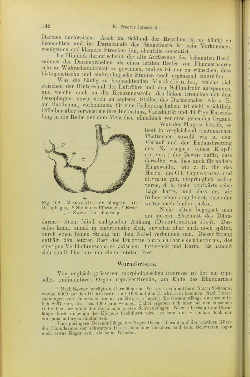 Darmes nachweisen. Auch im Schlund der Reptilien ist es häufig zu beobachten und im Darmcanale der Säugethiere ist sein Vorkommen, wenigstens auf kleinere Strecken hin, ebenfalls constatirt. I m Hinblick darauf scheint die alte Auffassung des bekannten Basal- saumes der Darmepithelien als eines letzten Restes von Flimmerhaaren sehr an Wahrscheinlichkeit zu gewinnen, und es ist nur zu wünschen, dass histogenetische und embryologiscke Studien noch ergänzend eingreifen. Was die häufig zu beobachtenden Muskelbündel, welche sich zwischen der Hinterwand der Luftröhre und dem Schlundrohr ausspannen, und welche auch an d&r Kreuzungsstelle des linken Bronchus mit dem Oesophagus, sowie noch an anderen Stellen des Darmcanales, wie z. B. am Duodenum, Vorkommen, für eine Bedeutung haben, ist nicht ersichtlich. Offenbar aber verweist sie ihre Inconstanz, Variabilität und dürftige Entwick- lung in die Reihe der dem Menschen allmählich verloren gehenden Organe. Was den Magen betrifft, so liegt in vergleichend anatomischen Thatsachen sowohl wie in dem Verlauf und der Endausbreitung des N. vagus (eines Kopf- nerven!) der Beweis dafür, dass derselbe, wie dies auch für andere Eingeweide, wie z. B. für das Herz, die Gl. thyreoidea und thymus gilt, ursprünglich weiter vorne, d. h. mehr kopfwärts seine Lage hatte, und dass er, wie früher schon angedeutet, secundär weiter nach hinten rückte. Nicht selten begegnet man am unteren Abschnitt des Dünn- darms1 einem blind endigenden Anhang (Diverticulum ilei). Das- selbe kann, zumal in embryonaler Zeit, zuweilen aber auch noch später, durch einen feinen Strang mit dem Nabel verbunden sein. Dieser Strang enthält den letzten Rest des Ductus omphalomesentericus, des einstigen Verbindungscanales zwischen Dottersack und Darm. Es handelt sich somit hier nur um einen fötalen Rest. Eig. 102. Menschlicher Magen. Oe Oesophagus, P Stelle des Pförtners, * Erste —, -j- Zweite Einschnürung. Wurmfortsatz. Von ungleich grösserem morphologischen Interesse ist der ein typi- sches rudimentäres Organ repräsentirende, am Ende des Blinddarmes 1 Nach Sappey beträgt die Darmlänge bei Weissen von mittlerer Statur 9600mm; wovon 8000 auf den D ii nn d ar m und 1600 auf den D i c lcd arm kommen. NachLnter- suchungen von Chüdzinski an neun Negern betrug die Cfesammtlänge durchschnitt- lich 8667 mm, also fast 1000 mm weniger. Dabei ergaben sich aber bei den einzelnen Individuen bezüglich der Darmlänge grosse Schwankungen. Wenn überhaupt die Darm- länge durch diejenige des Körpers beeinflusst wird, so kann dieser Einfluss doch nur ein ganz untergeordneter sein. Jene geringere Gesammtlänge des Neger-Darmes beruht auf der relativen Kürze des Dünndarmes der schwarzen Rasse, denn der Dickdarm soll beim Schwarzen sogar noch etwas länger sein, als beim Weissen.