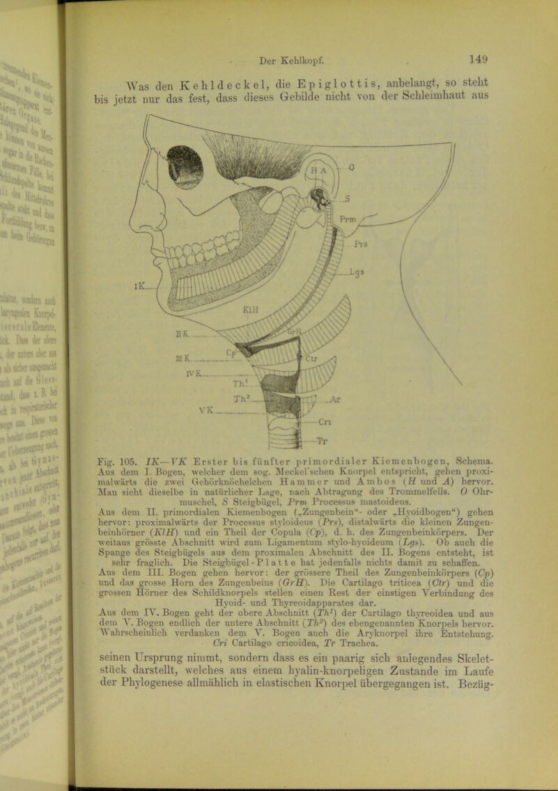 Der Kehlkopf. Was den Kehldeckel, die E p i g 1 o 11 i s, anbelangt, so steht bis jetzt nur das fest, dass dieses Gebilde nicht von der Schleimhaut aus Fig. 105. IK—T'A' Erster bis fünfter primordialer Kiemenbogen, Schema. Aus dem I. Bogen, welcher dem sog. Meckel schen Knorpel entspricht, gehen proxi- malwärts die zwei Gehörknöchelchen Hammer und Ambos (H und A) hervor. Mau sieht dieselbe in natürlicher Lage, nach Abtragung des Trommelfells. 0 Ohr- muschel, S Steigbügel, Prm Processus mastoideus. Aus dem II. primordialen Kiemenbogen („Zungenbeinu- oder „Hyoidbogen“) gehen hervor: proximalwärts der Processus styloideus (Prs), distalwärts die kleinen Zungen- beiuhörner (KIH) und ein Theil der Copula (Cp), d. h. des Zungenbeinkörpers. Der weitaus grösste Abschnitt wird zum Ligamentum stylo-hyoideum (Lgs). Ob auch die Spange des Steigbügels aus dem proximalen Abschnitt des II. Bogens entsteht, ist sehr fraglich. Die Steigbügel -Platte hat jedenfalls nichts damit zu schaffen. Aus dem III. Bogen gehen hervor: der grössere Theil des Zungenbeinkörpers (Cp) und das grosse Horn des Zungenbeins (GrH). Die Cartilago triticea (Ctr) und die grossen Hörner des Schildknorpels stellen einen Rest der einstigen Verbindung des Hyoid- und Thyreoidapparates dar. Aus dem IV. Bogen geht der obere Abschnitt (Th1) der Cartilago thyreoidea und aus dem V. Bogen endlich der untere Abschnitt (Th2) des ebengenannten Knorpels hervor. Wahrscheinlich verdanken dem V. Bogen auch die Aryknorpel ihre Entstehung. Cri Cartilago cricoidea, Tr Trachea. seinen Ursprung nimmt, sondern dass es ein paarig sich aidegendes Skelet- stiick darstellt, welches aus einem hyalin-knorpeligen Zustande im Laufe der Phylogenese allmählich in elastischen Knorpel übergegangen ist, Bezüg- -