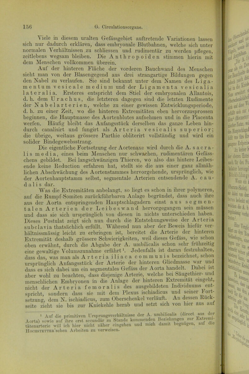 Viele in diesem uralten Gefässgebiet auftretende Variationen lassen sich nur dadurch erklären, dass embryonale Blutbahnen, welche sich unter normalen Verhältnissen .zu schliessen und rudimentär zu werden pflegen, zeitlebens wegsam bleiben. Die Anthropoiden stimmen hierin mit dem Menschen vollkommen überein. Auf der hinteren Fläche der vorderen Bauchwand des Menschen sieht man von der Blasengegend aus drei strangartige Bildungen gegen den Nabel zu verlaufen. Sie sind bekannt unter dem Namen des Liga- mentum v e s i c a 1 e medium und der Ligamenta vesicalia lateralia. Ersteres entspricht dem Stiel der embryonalen Allantois, d. h. dem Urachus, die letzteren dagegen sind die letzten Rudimente der Nabelarterien, welche zu einer gewissen Entwicklungsperiode, d. h. zu einer Zeit, wo die hinteren Extremitäten eben hervorzusprossen beginnen, die Hauptmasse des Aortenblutes aufnehmen und in die Placenta werfen. Häufig bleibt das Anfangsstück derselben das ganze Leben hin- durch canalisirt und fungirt als A r t e r i a v e s i c a 1 i s superior; die übrige, weitaus grössere Parthie obliterirt vollständig und wird ein solider Bindegewebsstrang. Die eigentliche Fortsetzung der Aortentpce wird durch die A. sacra- 1 i s m e d i a, eines beim Menschen nur schwachen, rudimentären Gefäss- chens gebildet. Bei langschwänzigen Thieren, wo also das hintere Leibes- ende keine Reduction erfahren hat, stellt sie die aus einer ganz allmäh- lichen Abschwächung des Aortenstammes hervorgehende, ursprünglich, wie der Aortenhauptstamm selbst, segmentale Arterien entsendende A. cau- d a 1 i s dar. Was die Extremitäten anbelangt, so liegt es schon in ihrer polymeren, auf die Rumpf-Somiten zurückführbaren Anlage begründet, dass auch ihre aus der Aorta entspringenden Hauptschlagadern einst aus segmen- t a 1 e n Arterien der Leibeswand hervorgegangen sein müssen und dass sie sich ursprünglich von diesen in nichts unterschieden haben. Dieses Postulat zeigt sich nun durch die Entstehungsweise der Arteria subclavia thatsächlich erfüllt. Während nun aber der Beweis hiefür ver- liältnissmässig leicht zu erbringen ist, bereitet die Arterie der hinteren Extremität deshalb grössere Schwierigkeiten, weil dieses Gefäss, wie schon oben erwähnt, durch die Abgabe der A. umbilicalis schon sehr frühzeitig eine gewaltige Volumszunahme erfährt1. Jedenfalls ist daran festzuhalten, dass das, was man als Arteria i 1 i a c a communis bezeichnet, schon ursprünglich Anfangsstück der Arterie der hinteren Gliedmasse war und dass es sich dabei um ein segmentales Gefäss der Aorta handelt. Dabei ist aber wohl zu beachten, dass diejenige Arterie, welche bei Säugethier- und menschlichen Embryonen in die Anlage der hinteren Extremität eingeht, nicht der Arteria femoralis des ausgebildeten Individuums ent- spricht, sondern dass sie mit dem Plexus ischiadicus und seinci Fort- setzung, dem N. ischiadicus, zum Oberschenkel verläuft. An dessen Rück- seite zieht sie bis zur Kniekehle herab und setzt sich von hier aus auf ~ Auf die primitiven Ursprungsverhältnisse der A. umbilicalis (direct aus der Aorta) sowie auf ihre erst secundär zu Staude kommenden Beziehungen zur jX jcmi tätenarterie will ich hier nicht näher eingehen und mich damit begnügen, aul 1 focHSTETTER’schen Arbeiten zu verweisen.