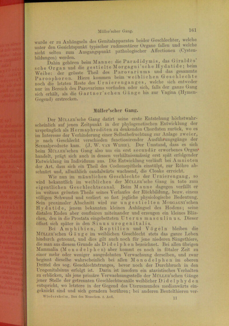 Müller’scher Gang. wurde er zu Anhängseln des Genitalapparates beider Geschlechter, welche unter den Gesichtspunkt typischer rudimentärer Organe lallen und welche nicht selten zum Ausgangspunkt pathologischer Affectionen (Uysten- bildungen) werden. . , Dahin gehören beim Manne: die Par ad idymi s, das Girat des sehe Organ und die gestielte Morgagni’sche Hydatide; beim mi *i i TI _ ~ .. 1 .. n i<«. . 1 .Inn rrndommrn Weibe: der grösste Theil des Paroophoron. Hiezu kommen Parovari ums und das gesammte beim weiblichen Gescblechte noch die letzten Reste des tJrnierenganges, welche sich entweder nur im Bereich des Parovariums vorfinden oder sich, f8.11s dei ganze Gang sich erhält, als die Gärtner’sehen Gänge bis zur Vagina (Hymen- Gegend) erstrecken. Müller’scher Gang. Der MüLLEu’sche Gang datirt seine erste Entstehung höchstwahr- scheinlich auf jenen Zeitpunkt in der phylogenetischen Entwicklung der ursprünglich als Hermaphroditen zu denkenden Chordaten zurück, o es im Interesse der Verhinderung einer Selbstbefruchtung zur Anlage zweier, je nach Geschlecht verschieden functionirender Auslührungsgänge der Sexualproducte kam. (J. W. van Wijiik). Der Vinstand, dass es sich beim MüLLER’schen Gang also um ein erst secundiir erworbenes Organ* handelt, prägt sich auch in dessen verhältnissmässig erst spät erfolgender Entwicklung im Individuum aus. Die Entwicklung verlauft bei Amnioten der Art. dass sich ein Theil des Coelomepithels einstülpt, zur Röhre ab- schniirt und, allmählich caudalwiirts wachsend, die Oloake erreicht. Wie nun im männlichen Geschlechte der Urnierengang, so wird bekanntlich im weiblichen der MüLLEu’sche Gang in toto zum eigentlichen Geschlechtscanal. Beim Manne dagegen verfällt er im weitaus grössten Theile seines Verlaufes der Rückbildung, bezw. einem völligen Schwund und verliert so fast jegliche physiologische Bedeutung. Sein proximaler Abschnitt wird zur un gestielten MoROAGXi'schen Hydatide, jenem bekannten kleinen Anhängsel des Hodens; seine distalen Enden aber conduiren miteinander und erzeugen ein kleines Bläs- chen, den in die Prostata eingebetteten Uterus masculinus. Dieser öffnet sich später in den Sinus urogenitalis. Bei Amphibien, R e p t i 1 i e n und V ö g e 1 n bleiben die MüLLER’schen Gänge im weiblichen Geschlecht stets das ganze Leben hindurch getrennt, und dies gilt auch noch für jene niederen Säugethiere, die man aus diesem Grunde alsDidelphen bezeichnet. Bei allen übrigen Mammalia (M o n o d e 1 p h e n) aber kommt es noch in fötaler Zeit zu einer mehr oder weniger ausgedehnten Verwachsung derselben, und zwar beginnt dieselbe wahrscheinlich bei allen Monodelphen im oberen Drittel des sog. Geschlechtstranges, bevor noch der Durchbruch in den Urogenitalsinus erfolgt ist. Darin ist insofern ein atavistisches Verhalten zu erblicken, als jene primäre Verwachsungsstelle der MüLLER’schen Gänge jener Stelle der getrennten Geschlechtscanäle weiblicher Didelphyden entspricht, wo letztere in der Gegend des Uterusmundes medianwärts ein- geknickt sind und sich geradezu berühren; bei anderen Beutelthieren ver- Wiedersheim, Bau des Menschen. 2. Aufl. 11