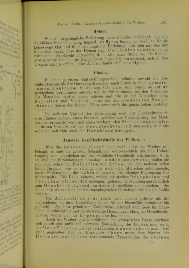 Cloake. Aeussere Geschlecktstheile des Weibes. Hymen Hymen. Was die ursprüngliche Bedeutung jenes Gebildes anbelangt, das, am weiblichen Scbeideneingang liegend, als Hymen bezeichnet wird, so ist sie keineswegs klar und in morphologischer Beziehung hisst sich nur das mit Sicherheit sagen, dass der Hymen dem Collie u l u s seminalis im männlichen Geschlecht entspricht, d. h. also jener Stelle, wo die Samen- ausspritzungs-Canäle, die Schleimhaut hügelartig vortreibend, sich in den Urogenitalsinus öffnen. Bei Affen findet sich kein Hjmen. C'loake. ln einer gewissen Entwicklungsperiode münden sowohl die Ge- schlechtsgänge als der Darm des Menschen nach hinten in einen gemein- samen Ho hl raum, in die sog. Cloake, und weisen so auf ur- sprüngliche Verhältnisse zurück, wie sie früher einmal bei den \ orfahren des Menschen existirt haben müssen und wie sie bei Amphibien, Reptilien und Vögeln, sowie bei den niedersten Säuge- thieren (daher der Name: „Monotremen“) das ganze Leben bestehen bleiben. Im weiteren Verlauf der Entwicklung wird das < 'loakenlumen in zwei Räume zerlegt, einen hinteren, welcher zur Verlängerung des Mast- darmes verbraucht wird, und einen vorderen, den Sinus urogenitalis, an dessen Vorderwand das Geschlechtsglied aussprosst, und aus welchem weiterhin auch die Harnblase hervorgeht. Aeussere Geschlechtsteile des Weibes. « Was die äusseren Geschlechtstheile des Weibes an- belangt, so sind die grossen Schamlippen wahrscheinlich als eine Ueber- tragung vom männlichen auf das weibliche Geschlecht aufzufassen, d. h. sie sind den Scrotalanlagen homolog. Andeutungsweise finden sie sich auch schon bei Halbaffe n und Affen; bei den meisten Affen bildet übrigens, wie es scheint, das auch dem Menschen zukommende, zweite Faltensystem, die Labia minora, die alleinige Begrenzung der Schamspalte. Die Labia minora, welche ein starkes Praeputium und Frenulum clitoridis erzeugen, gehören entwicklungsgeschichtlich zum Geschlechtsglied, an dessen Unterfläche sie entstehen. Sie fallen also unter einen andern morphogischen Gesichtspunkt als die Labia majora. Die Affenclitoris ist relativ und absolut grösser als die menschliche; an ihrer Unterfläche ist sie bis zur Harnröhrenmündung hin gefurcht. An diese primitiven A erhältnisse erinnert auch jene im männ- lichen Geschlecht hie und da auftretende Hemmungsbildung des Geschlechts- gliedes, welche man als Hypospadie bezeichnet. Auch die Weiber gewisser Stämme der äthiopischen Rasse zeichnen sich durch eine auffallend schwache Entwicklung der Labia majora, des M o n s \ eneris und des betreffenden Haarwuchses aus. Dem steht gegenüber eine bei Busch weibern unter dem Namen der Hottentotenschürze vorkommende Hypertrophie der kleinen 11*