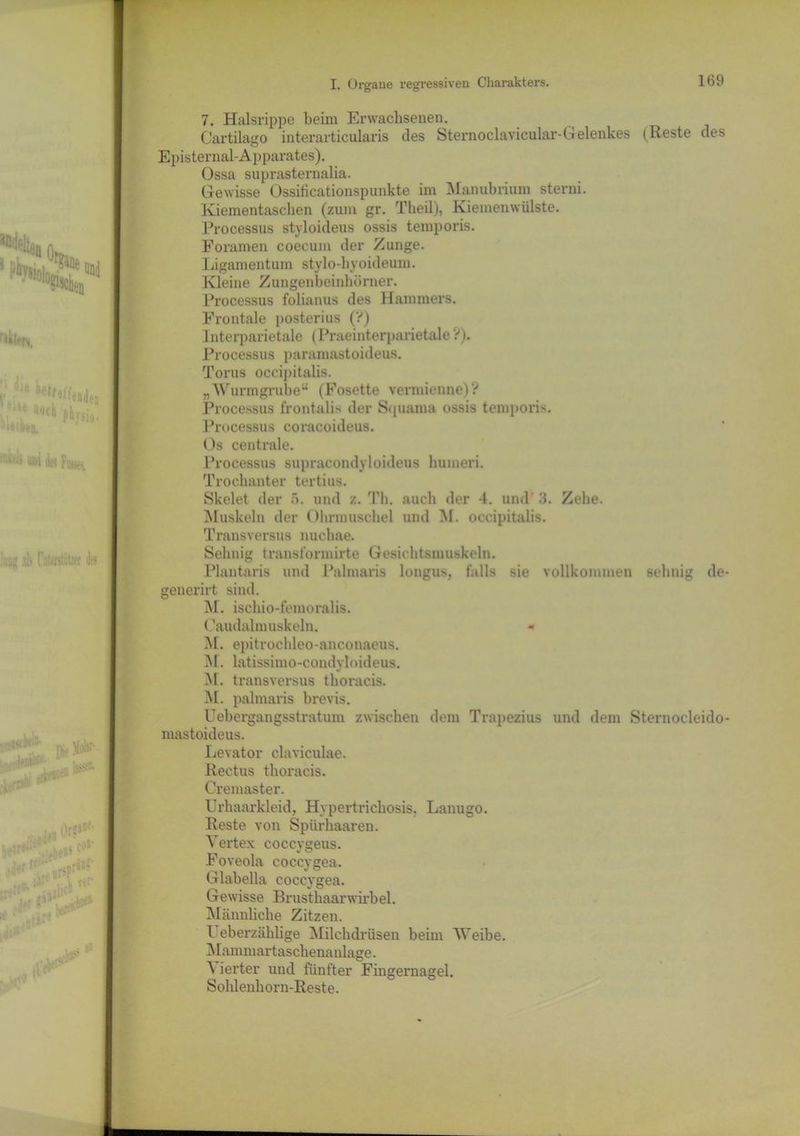 7. Halsrippe beim Erwachsenen. Cartilago interarticularis des Sternoclavicular-Gelenkes (Reste des Episternal-Apparates). Ossa suprasternalia. Gewisse Ossificationspunkte im Manubrium sterni. Kiementaschen (zum gr. Theil), Kiemenwülste. Processus styloideus ossis temporis. Foramen coecum der Zunge. Ligamentum stylo-hyoideum. Kleine Zungenbeinhörner. Processus folianus des Hammers. Frontale posterius (?) Interparietale (Praeinterparietale ?). Processus paramastoideus. Torus occipitalis. „Wurmgrube“ (Fosette vermienne)? Processus frontalis der Sc[uama ossis temporis. Processus coracoideus. Os centrale. Processus supracondyloideus humeri. Trochanter tertius. Skelet der 5. und z. Th. auch der 4. und’3. Zehe. Muskeln der Ohrmuschel und M. occipitalis. Transversus nuchae. Sehnig transformirte Gesichtsmuskeln. Plantaris und Palmaris longus, falls sie vollkommen sehnig de generirt sind. M. ischio-femoralis. Caudalmuskeln. - M. epitrochleo-anconaeus. M. latissimo-condyloideus. M. transversus thoracis. M. palmaris brevis. Uebergangsstratum zwischen dem Trapezius und dem Sternocleido mastoideus. Levator claviculae. Rectus thoracis. Cremaster. Urhaarkleid, Hypertrichosis. Lanugo. Reste von Spürhaaren. Vertex coccvgeus. Foveola coccygea. Glabella coccygea. Gewisse Brusthaarwirbel. Männliche Zitzen. I eberzäklige Milchdrüsen beim Weibe. Mammartascbenanlage. A ierter und fünfter Fingernagel. Sohlenborn-Reste.