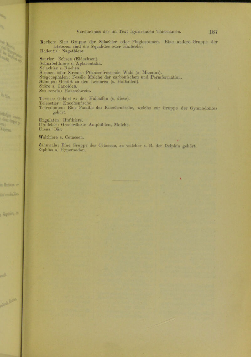 Rochen: Eine Gruppe der Selachier oder Plagiostomen. Eine andere Gruppe der letzteren sind die Squalides oder Haifische. Rodentia: Nagethiere. Saurier: Echsen (Eidechsen). Schnabelthiere s. Aplacentalia. Selachier s. Rochen. Sirenen oder Sirenia: Pflanzenfressende AVale (s. Manatus). Stegocephalen: Fossile Molche der carbonischen und Permformation. Stenops: Gehört zu den Lemuren (s. Halbaffen). Störe s. Ganoideu. Sus scrofa : Hausschwein. Tarsius: Gehört zu den Halbaffen (s. diese). Teleostier: Knochenfische. Tetrodonten: Eine Familie der Knochenfische, welche zur Gruppe der Gvmnodontes gehört. Ungulaten: Hufthiere. Urodelen: Geschwänzte Amphibien, Molche. Ursus: Bär. Walthiere s. Cetaceen. # Zahnwale: Eine Gruppe der Getaceen, zu welcher z. B. der Delphin gehört. Ziphius s. Hyperoodou.