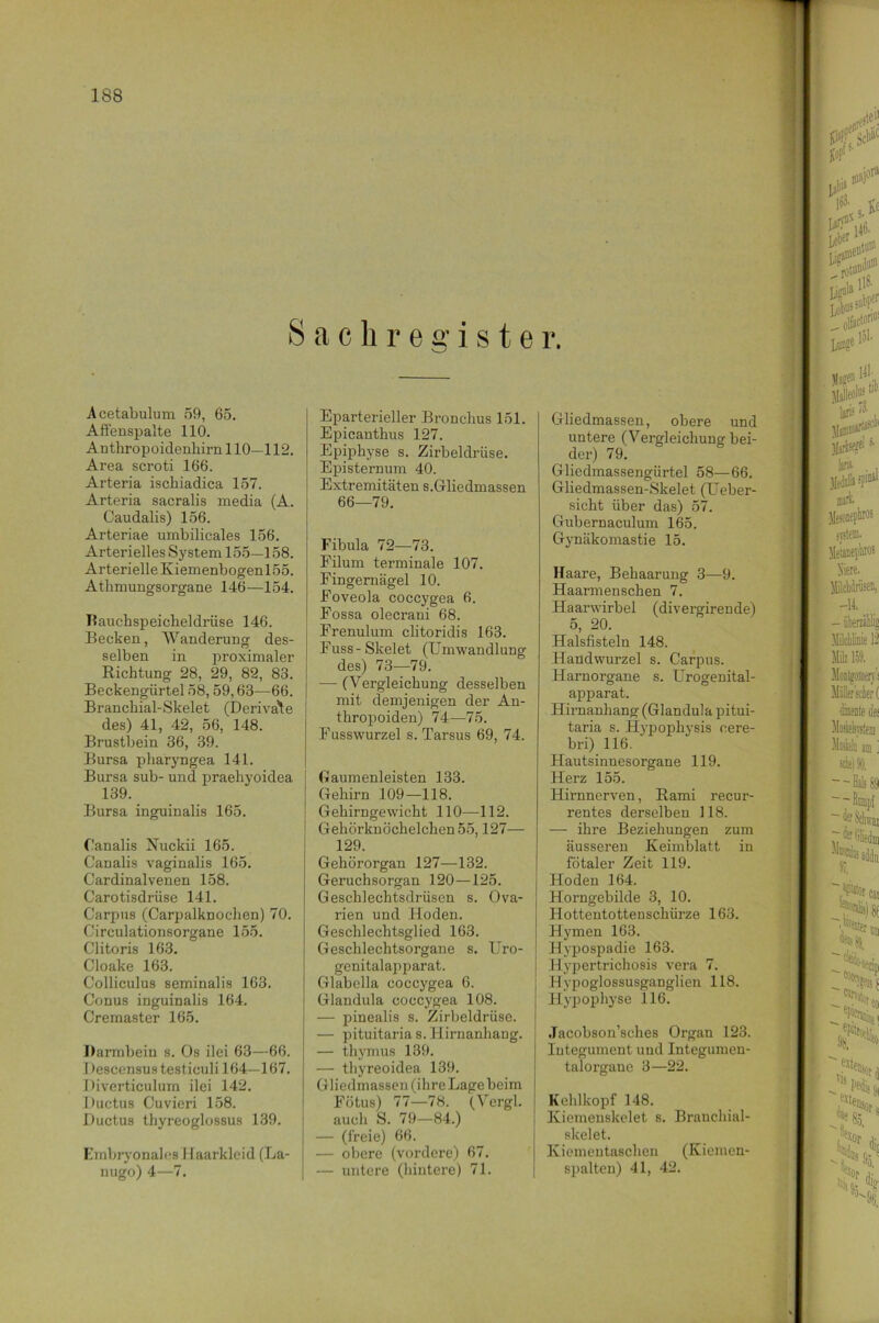 S achre eiste r. Acetabulum 59, 65. Affenspalte 110. Anthropoidenhirn 110—112. Area scroti 166. Arteria ischiadica 157. Ai'teria sacralis media (A. Caudalis) 156. Arteriae umbilicales 156. Arterielles System 155—158. Arterielle Kiemenbogenl55. Atlimungsorgane 146—154. Bauchspeicheldrüse 146. Becken, Wanderung des- selben in proximaler Richtung 28, 29, 82, 83. Beckengürtel 58, 59,63—66. Branchial-Skelet (Derivate des) 41, 42, 56, 148. Brustbein 36, 39. Bursa pliaryngea 141. Bursa sub- und praehyoidea 139. Bursa inguinalis 165. Oanalis Nuckii 165. Canalis vaginalis 165. Cardinalvenen 158. Carotisdrüse 141. Carpus (Carpalknochen) 70. Circulationsorgane 155. Clitoris 163. Cloake 163. Colliculus seminalis 163. Conus inguinalis 164. Cremaster 165. Darmbein s. Os ilei 63—66. Descensustesticuli 164—167. T )iverticulum ilei 142. Ductus Cuvieri 158. Ductus thyreoglossus 139. Embryonales Haarkleid (La- nugo) 4—7. Eparterieller Bronchus 151. Epicanthus 127. Epiphyse s. Zirbeldrüse. Episternum 40. Extremitäten s.Gliedmassen 66—79. Fibula 72—73. Filum terminale 107. Fingernägel 10. Foveola coccygea 6. Fossa olecrani 68. Frenulum clitoridis 163. Fuss - Skelet (Umwandlung des) 73—79. -— (Vergleichung desselben mit demjenigen der An- thropoiden) 74-—75. Fusswurzel s. Tarsus 69, 74. Gaumenleisten 133. Gehirn 109—118. Gehirngewicht 110—112. Gehörknöchelchen 55,127— 129. Gehörorgan 127—132. Geruchsorgan 120—125. Geschlechtsdrüsen s. Ova- rien und Hoden. Geschlechtsglied 163. Geschlechtsorgane s. Uro- genitalapparat. Glabella coccygea 6. Glandula coccygea 108. — pinealis s. Zirbeldrüse. — pituitaria s. Flirnanhang. — thymus 139. — thyreoidea 139. Gliedmassen (ihre Lage beim Fötus) 77—78. (Vergl. auch S. 79—84.) — (freie) 66. — obere (vordere) 67. — untere (hintere) 71. Gliedmassen, obere und untere (Vergleichung bei- der) 79. Gliedmassengürtel 58—66. Gliedmassen-Skelet (Ueber- sicht über das) 57. Gubernaculum 165. Gynäkomastie 15. Haare, Behaarung 3—9. Haarmenschen 7. Haarwirbel (divergirende) 5, 20. Halsfisteln 148. Handwurzel s. Carpus. Harnorgane s. Urogenital- apparat. Hirnanhang (Glandula pitui- taria s. Hypophysis cere- bri) 116. Hautsinnesorgane 119. Herz 155. Hirnnerven, Rami recur- rentes derselben 118. — ihre Beziehungen zum äusseren Keimblatt in fötaler Zeit 119. Hoden 164. Horngebilde 3, 10. Hotteutottenschürze 163. Hymen 163. Hypospadie 163. Hypertrichosis vera 7. Hypoglossusganglien 118. Hypophyse 116. .Tacobson’sclies Organ 123. Integument und Integumen- talorgane 3—22. Kehlkopf 148. Kiemenskelet s. Branchial- skelet. Kiemeutaschen (Kiemen- spalten) 41, 42.