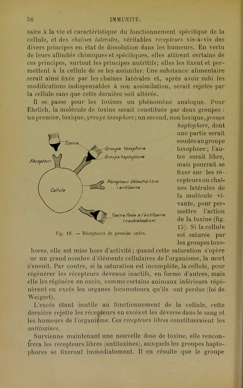 saire à la vie et caractéristique du fonctionnement spécifique de la cellule, et des chaînes latérales, véritables récepteurs vis-à-vis des divers principes en état de dissolution dans les humeurs. En vertu de leurs affinités chimiques et spécifiques, elles attirent certains de ces principes, surtout les principes nutritifs; elles les fixent et per- mettent à la cellule de se les assimiler. Une substance alimentaire serait ainsi fixée par les chaînes latérales et, après avoir subi les modifications indispensables à son assimilation, serait rejetée par la cellule sans que cette dernière soit altérée. 11 se passe pour les toxines un phénomène analogue. Pour Ehrlich, la molécule de toxine serait constituée par deux groupes ; un premier, toxique, groupe toxophore\\m second, non toxique,ÿi'oiipe haptophore, dont une partie serait soudéeaugroupe toxophore ; l’au- tre serait libre, mais pourrait se fixer sur les ré- cepteurs ou chaî- nes latérales de la molécule vi- vante, pour per- mettre faction de la toxine (fig. lo). Si la cellule est saturée par les gi’oupes toxo- hores, elle est mise hors d’activité; quand cette saturation s’opère ur un grand nombre d’éléments cellulaires de f organisme, la mort s’ensuit. Par contre, si la saturation est incomplète, la cellule, pour régénérer les récepteurs devenus inactifs, en forme d’autres, mais elle les régénère en excès, commecertains animaux inférieurs régé- nèrent en excès les organes locomoteurs qu’ils ont perdus (loi de Weigert). L’excès étant inutile au fonctionnement de la cellule, cette dernière rejette les récepteurs en excès et les déverse dans le sang et les humeurs de l’organisme. Ces récepteurs libres constitueraient les antitoxines. Survienne maintenant une nouvelle dose de toxine, elle rencon- trera les récepteurs libres (antitoxines), auxquels les groupes hapto- phorcs se fixeront immédiatement. 11 en résulte que le groupe