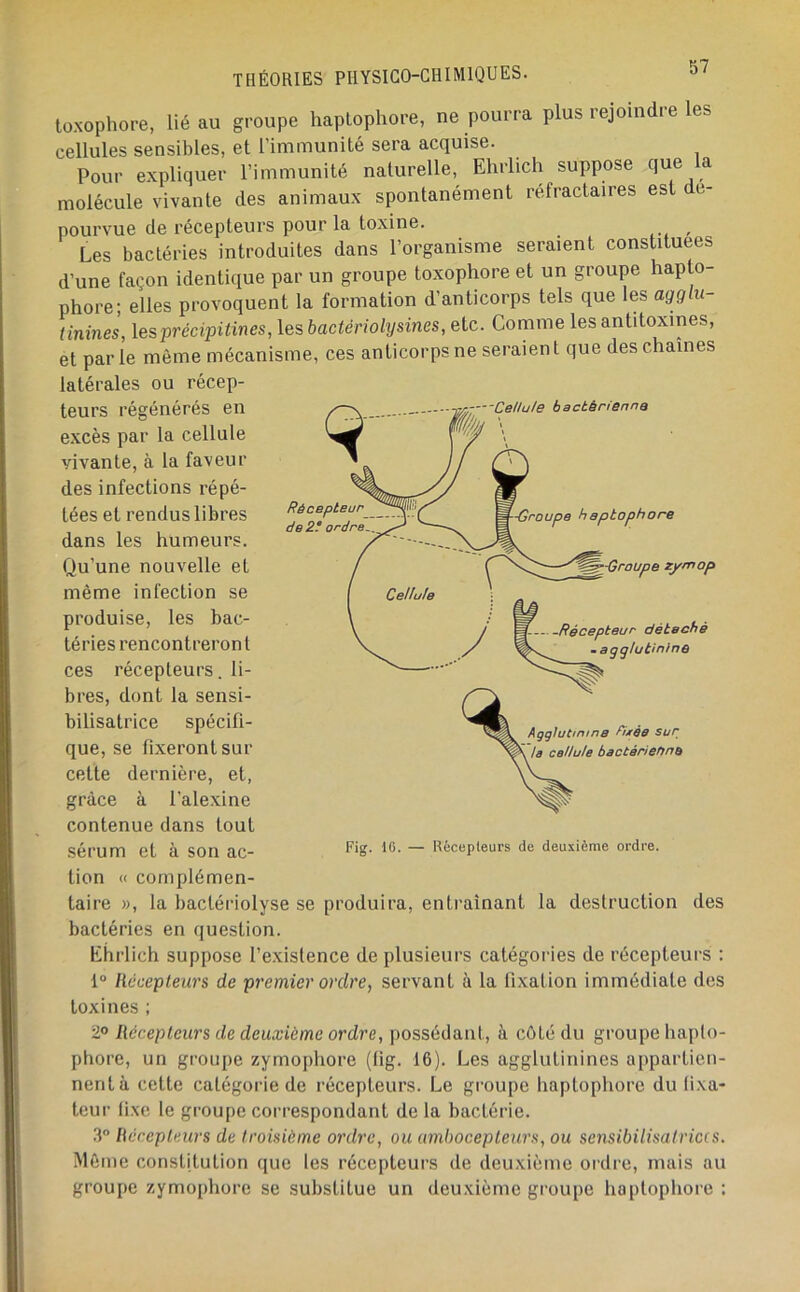 toxophore, lié au groupe haplophore, ne pourra plus rejoindre les cellules sensibles, et l’immunité sera acquise. Pour expliquer l’immunité naturelle, Ehrlich suppose que la molécule vivante des animaux spontanément réfractaires est dé- pourvue de récepteurs pour la toxine. ^ Les bactéries introduites dans l’organisme seraient constituées d’une façon identique par un groupe toxophore et un groupe haplo- phore; elles provoquent la formation d’anticorps tels que les agglu- tinines, lesprécipitines, les bactériolysines, etc. Comme les antitoxines, et parle même mécanisme, ces anticorps ne seraient que des chaînes latérales ou récep- teurs régénérés en Récepteur de 2! ordre —Cellule bactérienne ■Groupe haptophore Ç<::::::p;;^^-Group e zymop W. Récepteur détaché .agglutinine Agglutinine fijtéB sur la cellule bactérienne excès par la cellule vivante, à la faveur des infections répé- tées et rendus libres dans les humeurs. Qu’une nouvelle et même infection se produise, les bac- téries rencontreron t ces récepteurs, li- bres, dont la sensi- bilisatrice spécifi- que, se fixeront sur celte dernière, et, grâce à l’alexine contenue dans tout sérum et à son ac- tion « complémen- taire », la bactériolyse se produira, entraînant la destruction bactéries en question. Ehrlich suppose l’existence de plusieurs catégories de récepteurs : 1“ Ilccepteurs de premier ordre, servant à la fixation immédiate des toxines ; 2° Récepteurs de deuxième ordre, possédant, à côté du groupe haplo- phore, un groupe zymophore (tig. 16). Les agglutinines appartien- nent à cette catégorie de récepteurs. Le groupe haptophore du lixa- teur fixe le groupe correspondant de la bactérie. 3” Récepteurs de troisième ordre, ou umhocepteurs, ou sensibilisatrices. Môme constitution que les récepteurs de deuxième ordre, mais au groupe zymophore se substitue un deuxième groupe haptophore : Fig. IC. — llècepleurs de deuxième ordre. des
