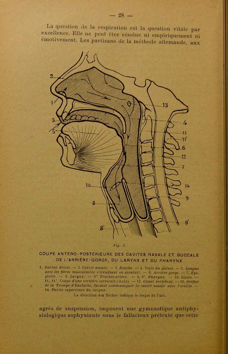 La question de la respiration est la question vitale par excellence. Elle ne peut être résolue ni empiriquement ni emolivement. Les partisans de la méthode allemande, aux COUPE ANTÉRO-POSTÉRIEURE DES CAVITÉS NASALE ET BUCCALE DE L’ARRIÈRE-GORGE, DU LARYNX ET DU PHARYNX 1. Narine droite. — 2. Cavité nasale. — 3. Bouche. — I Voile du palais. — 5. Langue avec les fibres musculaires s'irradiant en éventail. — 6. Arrière gorge. — 7. Épi- glotte. — 8. Larynx. — 8 Trachée-artère. — 9, 9’. Pharynx. — 10. Clotte — 11, 11’. Coupe d'une vertèbre cervicale (Axix). — 12. Canal vertébral. — 13. Orifice de la Trompe d'Eustache, faisant communiquer la cavité nasale avec l'oreille. — 14. Partie supérieure du larynx. La direction des flèches indique le trajet de l’air. agrès de suspension, imposent une gymnastique antiphy- siologique asphyxiante sous le fallacieux prétexte que cette