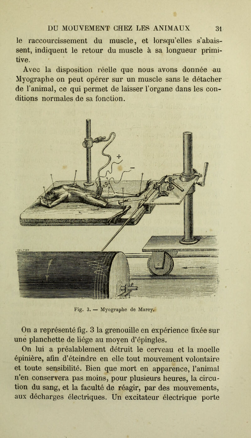 le raccourcissement du muscle, et lorsqu’elles s’abais- sent, indiquent le retour du muscle à sa longueur primi- tive. Avec la disposition réelle que nous avons donnée -au Myographe on peut opérer sur un muscle sans le détacher de l’animal, ce qui permet de laisser l’organe dans les con- ditions normales de sa fonction. Fig. 3. — Myographe de Marey. On a représenté fig. 3 la grenouille en expérience fixée sur une planchette de liège au moyen d’épingles. On lui a préalablement détruit le cerveau et la moelle épinière, afin d’éteindre en elle tout mouvement volontaire et toute sensibilité. Bien que mort en apparence, l’animal n’en conservera pas moins, pour plusieurs heures, la circu- tion du sang, et la faculté de réagir, par des mouvements, aux décharges électriques. Un excitateur électrique porte