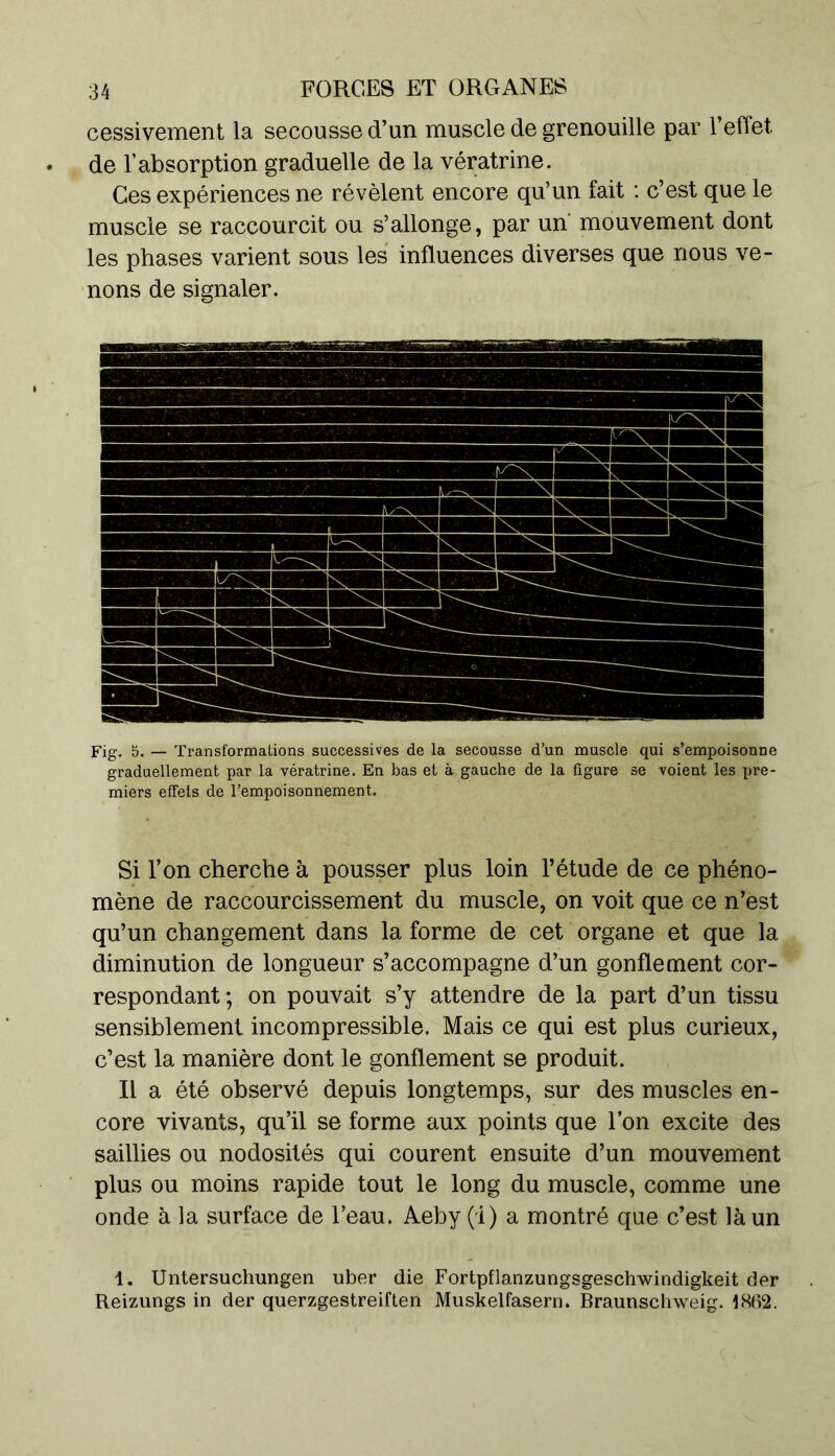 cessivement la secousse d’un muscle de grenouille par l’effet de l’absorption graduelle de la vératrine. Ces expériences ne révèlent encore qu’un fait : c’est que le muscle se raccourcit ou s’allonge, par un mouvement dont les phases varient sous les influences diverses que nous ve- nons de signaler. Fig. 5. — Transformations successives de la secousse d’un muscle qui s’empoisonne graduellement par la vératrine. En bas et à gauche de la figure se voient les pre- miers effets de l’empoisonnement. Si l’on cherche à pousser plus loin l’étude de ce phéno- mène de raccourcissement du muscle, on voit que ce n’est qu’un changement dans la forme de cet organe et que la diminution de longueur s’accompagne d’un gonflement cor- respondant; on pouvait s’y attendre de la part d’un tissu sensiblement incompressible. Mais ce qui est plus curieux, c’est la manière dont le gonflement se produit. Il a été observé depuis longtemps, sur des muscles en- core vivants, qu’il se forme aux points que l’on excite des saillies ou nodosités qui courent ensuite d’un mouvement plus ou moins rapide tout le long du muscle, comme une onde à la surface de l’eau. Aeby (1) a montré que c’est là un 1. Untersuchungen uber die Fortpflanzungsgeschwindigkeit der Reizungs in der querzgestreiften Muskelfasern. Braunschweig. 4802.