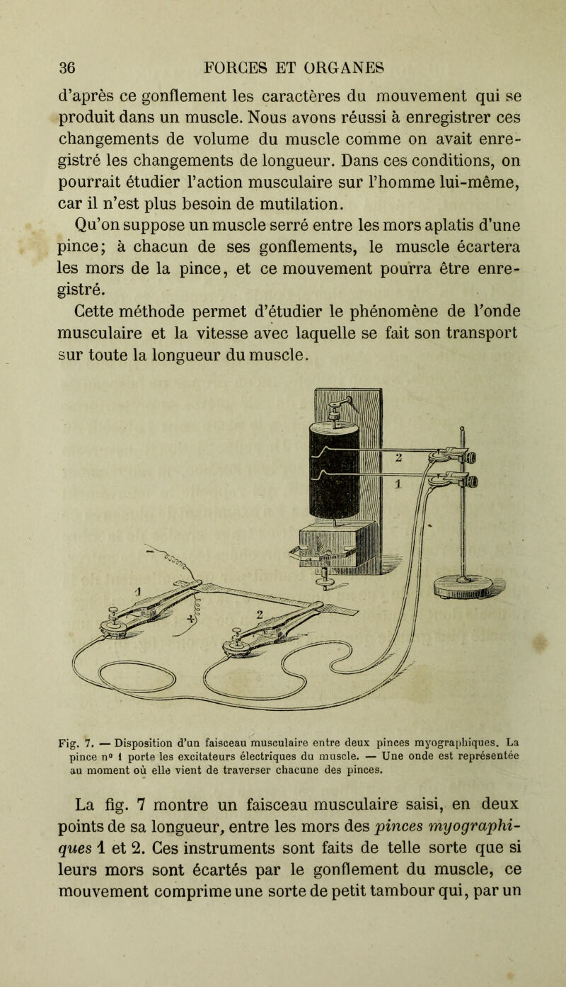 d’après ce gonflement les caractères du mouvement qui se produit dans un muscle. Nous avons réussi à enregistrer ces changements de volume du muscle comme on avait enre- gistré les changements de longueur. Dans ces conditions, on pourrait étudier l’action musculaire sur l’homme lui-même, car il n’est plus besoin de mutilation. Qu’on suppose un muscle serré entre les mors aplatis d’une pince; à chacun de ses gonflements, le muscle écartera les mors de la pince, et ce mouvement pourra être enre- gistré. Cette méthode permet d’étudier le phénomène de Fonde musculaire et la vitesse avec laquelle se fait son transport sur toute la longueur du muscle. Fig. 7. —Disposition d’un faisceau musculaire entre deux pinces myographiques. La pince n° i porte les excitateurs électriques du muscle. — Une onde est représentée au moment où elle vient de traverser chacune des pinces. La fig. 7 montre un faisceau musculaire saisi, en deux points de sa longueur, entre les mors des pinces myographi- ques 1 et 2. Ces instruments sont faits de telle sorte que si leurs mors sont écartés par le gonflement du muscle, ce mouvement comprime une sorte de petit tambour qui, par un