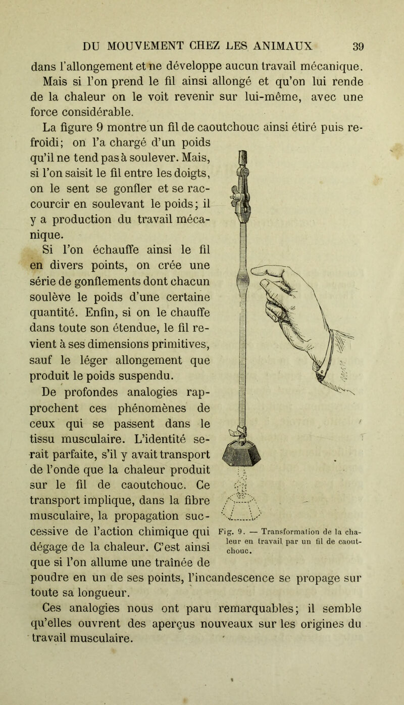 dans l’allongement et ne développe aucun travail mécanique. Mais si l’on prend le fil ainsi allongé et qu’on lui rende de la chaleur on le voit revenir sur lui-même, avec une force considérable. La figure 9 montre un fil de caoutchouc ainsi étiré puis re- froidi; on l’a chargé d’un poids qu’il ne tend pas à soulever. Mais, si l’on saisit le fil entre les doigts, on le sent se gonfler et se rac- courcir en soulevant le poids ; il y a production du travail méca- nique. Si l’on échauffe ainsi le fil en divers points, on crée une série de gonflements dont chacun soulève le poids d’une certaine quantité. Enfin, si on le chauffe dans toute son étendue, le fil re- vient à ses dimensions primitives, sauf le léger allongement que produit le poids suspendu. De profondes analogies rap- prochent ces phénomènes de ceux qui se passent dans le tissu musculaire. L’identité se- rait parfaite, s’il y avait transport de l’onde que la chaleur produit sur le fil de caoutchouc. Ce transport implique, dans la fibre musculaire, la propagation suc- cessive de l’action chimique qui dégage de la chaleur. C’est ainsi que si l’on allume une tramée de poudre en un de ses points, l’incandescence se propage sur toute sa longueur. Ces analogies nous ont paru remarquables; il semble qu’elles ouvrent des aperçus nouveaux sur les origines du travail musculaire. Fig. 9. — Transformation de la cha- leur en travail, par un fil de caout- chouc.