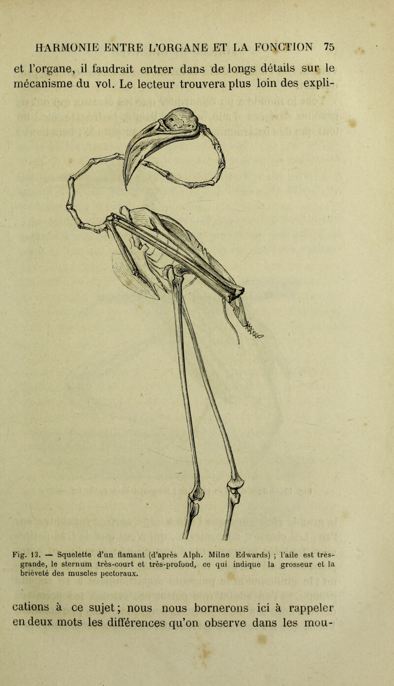 et l’organe, il faudrait entrer dans de longs détails sur le mécanisme du vol. Le lecteur trouvera plus loin des expli- Fig. 13. — Squelette d’un flamant (d’après Alph. Milne Edwards) ; l’aile est très- grande, le sternum très-court et très-profond, ce qui indique la grosseur et la brièveté des muscles pectoraux. cations à ce sujet; nous nous bornerons ici à rappeler en deux mots les différences qu’on observe dans les mou-