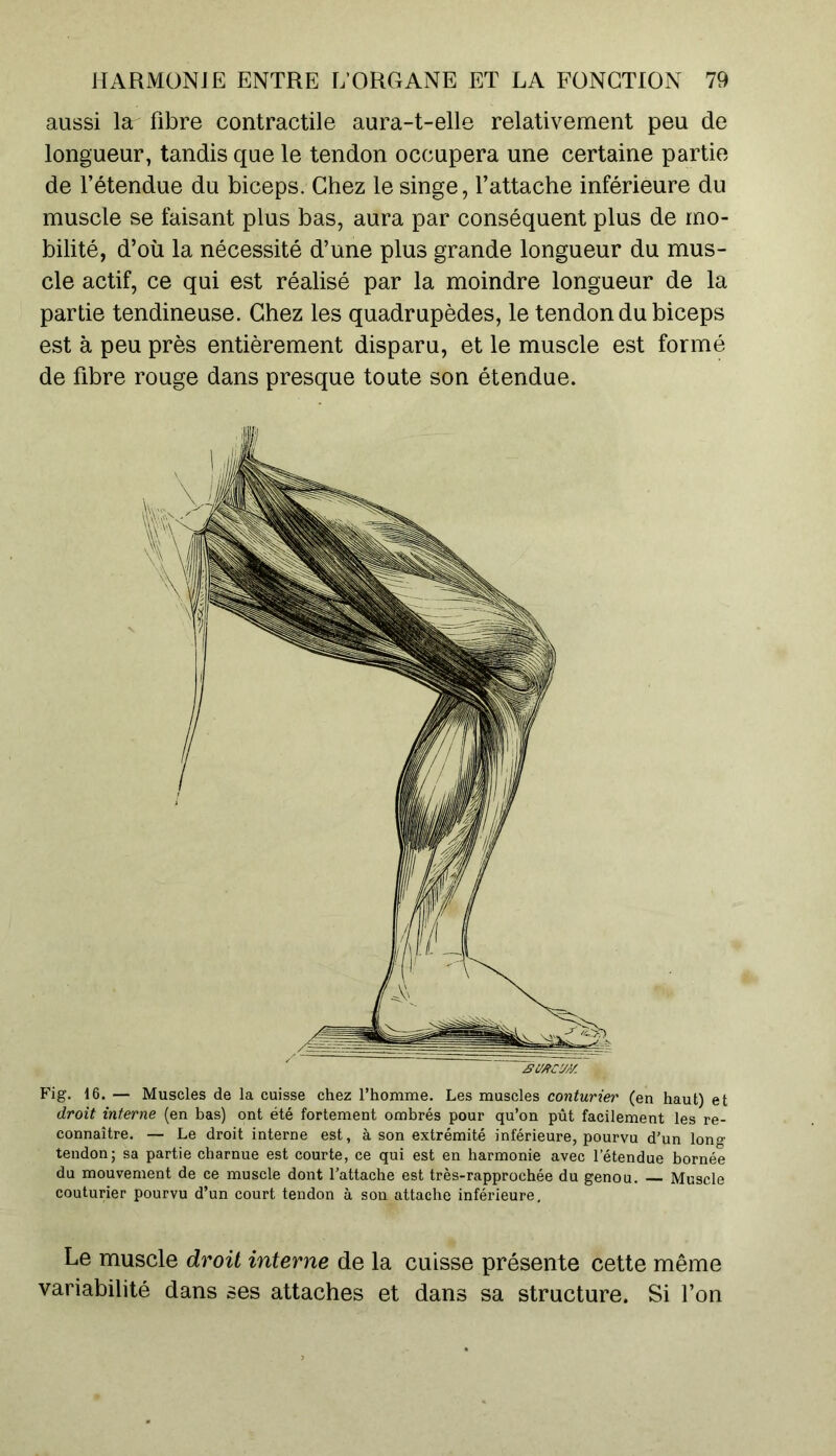 aussi la fibre contractile aura-t-elle relativement peu de longueur, tandis que le tendon occupera une certaine partie de l’étendue du biceps. Chez le singe, l’attache inférieure du muscle se faisant plus bas, aura par conséquent plus de mo- bilité, d’où la nécessité d’une plus grande longueur du mus- cle actif, ce qui est réalisé par la moindre longueur de la partie tendineuse. Chez les quadrupèdes, le tendon du biceps est à peu près entièrement disparu, et le muscle est formé de fibre rouge dans presque toute son étendue. Fig. 16. — Muscles de la cuisse chez l’homme. Les muscles couturier (en haut) et droit interne (en bas) ont été fortement ombrés pour qu’on pût facilement les re- connaître. — Le droit interne est, à son extrémité inférieure, pourvu d’un long tendon; sa partie charnue est courte, ce qui est en harmonie avec l’étendue bornée du mouvement de ce muscle dont l’attache est très-rapprochée du genou. Muscle couturier pourvu d’un court tendon à son attache inférieure. Le muscle droit interne de la cuisse présente cette même variabilité dans ses attaches et dans sa structure. Si l’on