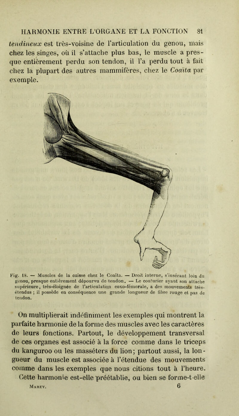 tendineux est très-voisine de l’articulation du genou, mais chez les singes, où il s’attache plus bas, le muscle a pres- que entièrement perdu son tendon, il l’a perdu tout à fait chez la plupart des autres mammifères, chez le Coaïta par exemple. Fig. 18. — Muscles de la cuisse chez le Coaïta. — Droit interne, s’insérant loin du genou, presque entièrement dépourvu de tendon. — Le couturier ayant son attache supérieure, très-éloignée de l’articulation coxo-fémorale, a des mouvements très- étendus ; il possède en conséquence une grande longueur de fibre rouge et pas de tendon. On multiplierait indéfiniment les exemples qui montrent la parfaite harmonie de la forme des muscles avec les caractères de leurs fonctions. Partout, le développement transversal de ces organes est associé à la force comme dans le triceps du kanguroo ou les masséters du lion; partout aussi, la lon- gueur du muscle est associée à l’étendue des mouvements comme dans les exemples que nous citions tout à l’heure. Cette harmonie est-elle préétablie, ou bien se forme-t elle Marey. 6