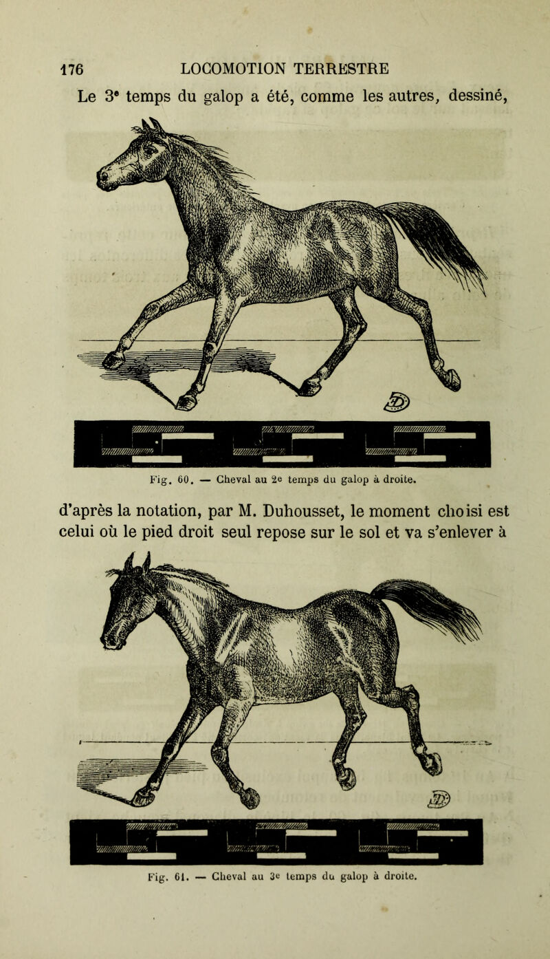 Le 3* temps du galop a été, comme les autres, dessiné, Fig. 60. — Cheval au 2e temps du galop à droite. d’après la notation, par M. Duhousset, le moment choisi est celui où le pied droit seul repose sur le sol et va s’enlever à Fig. 61. — Cheval au 3e temps du galop à droite.